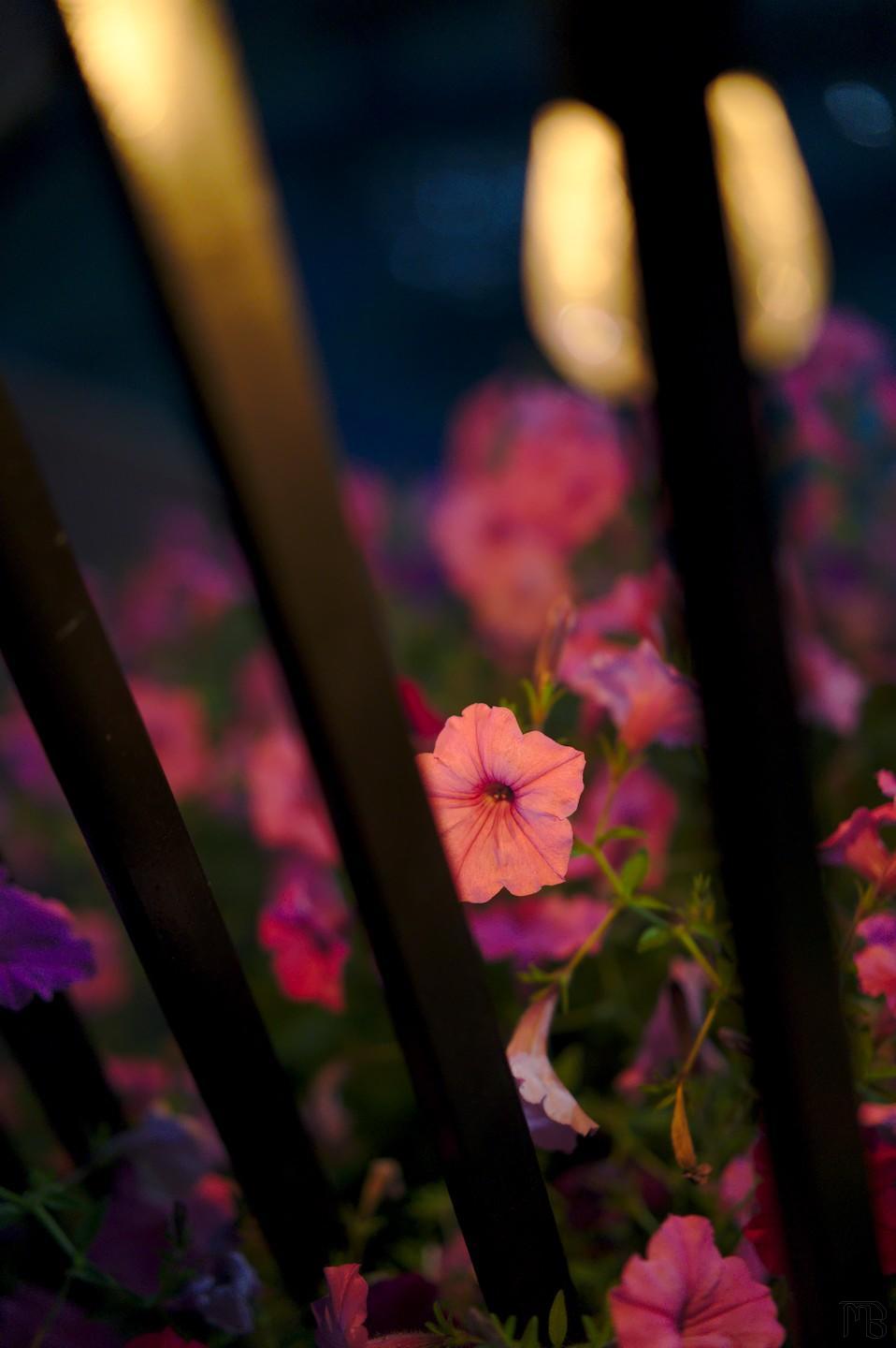 Pink flower by black grate