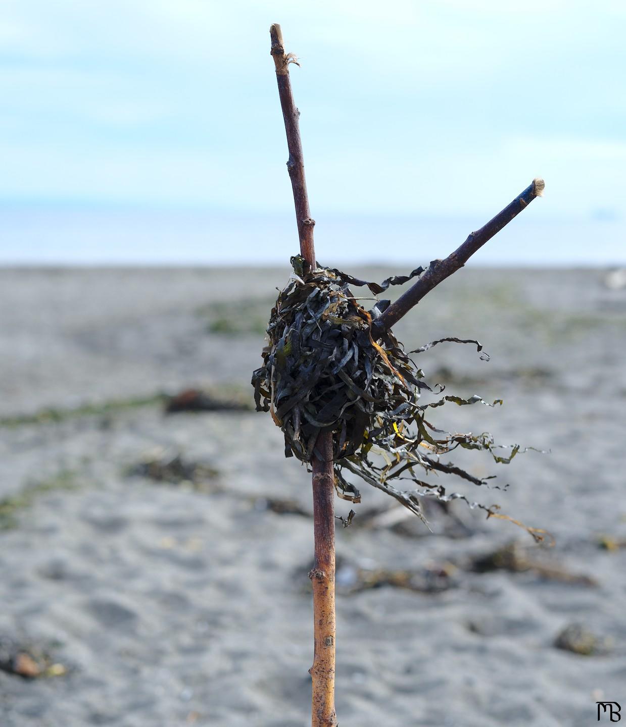 Stick with seaweed on beach