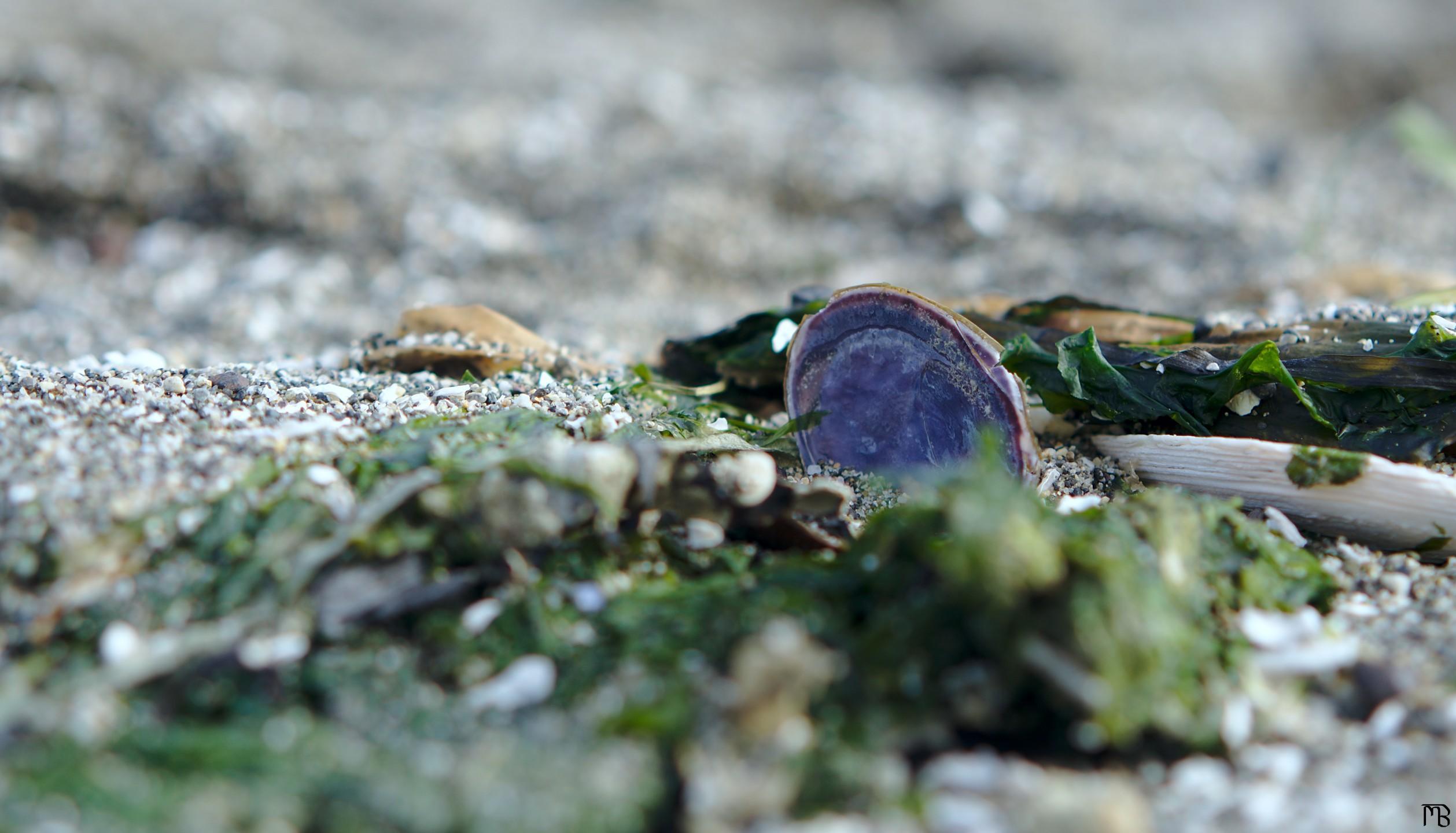 Purple clam with seaweed on beach