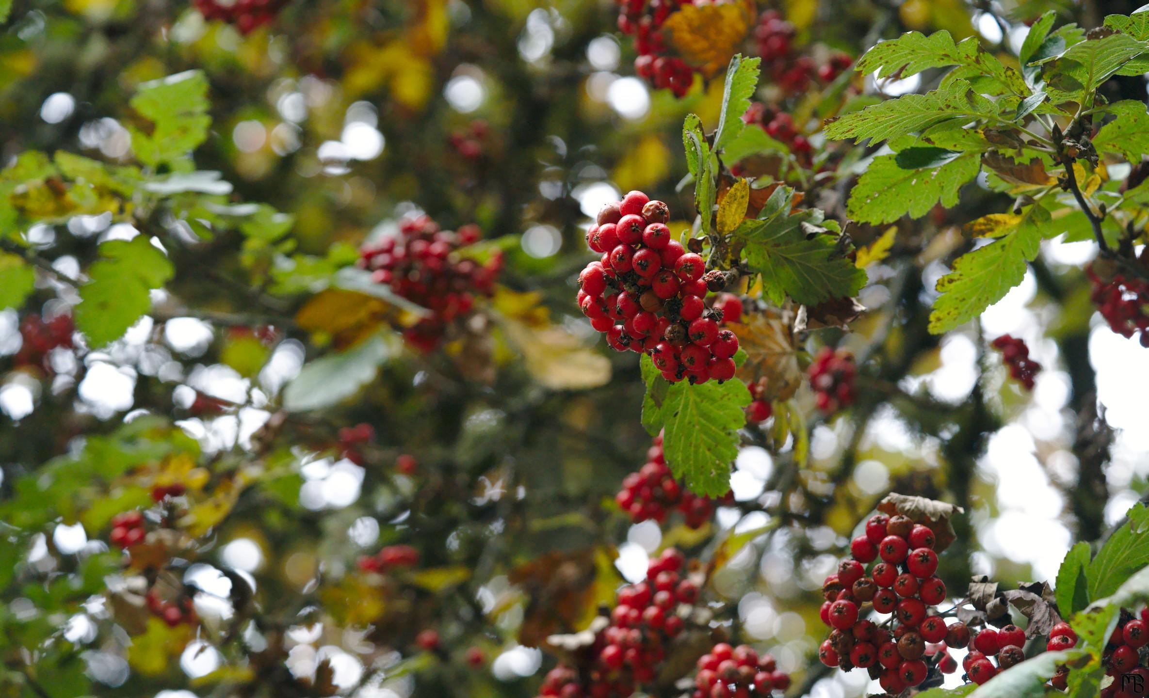 Berries on tree in sun