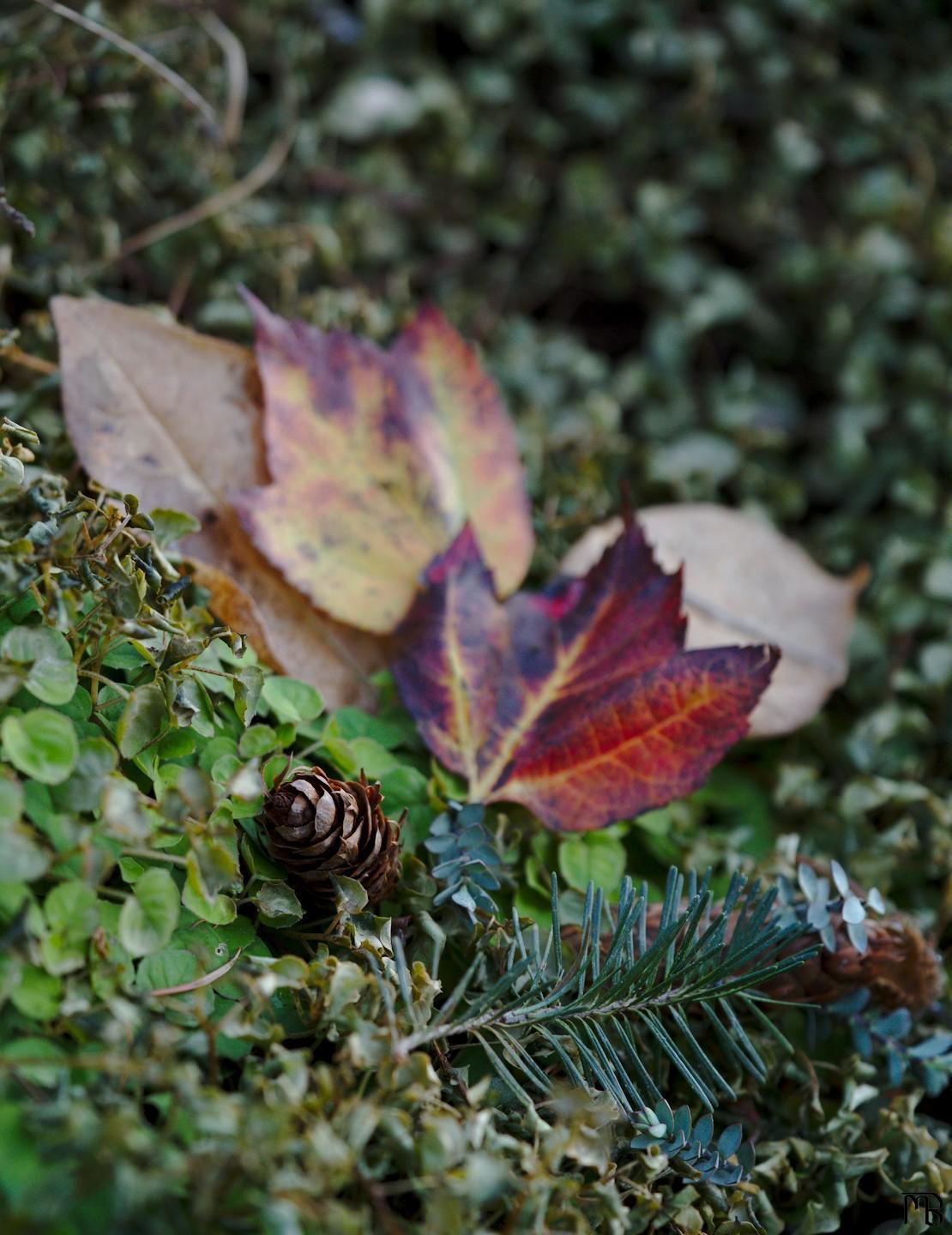 Pinecone with fall leaves
