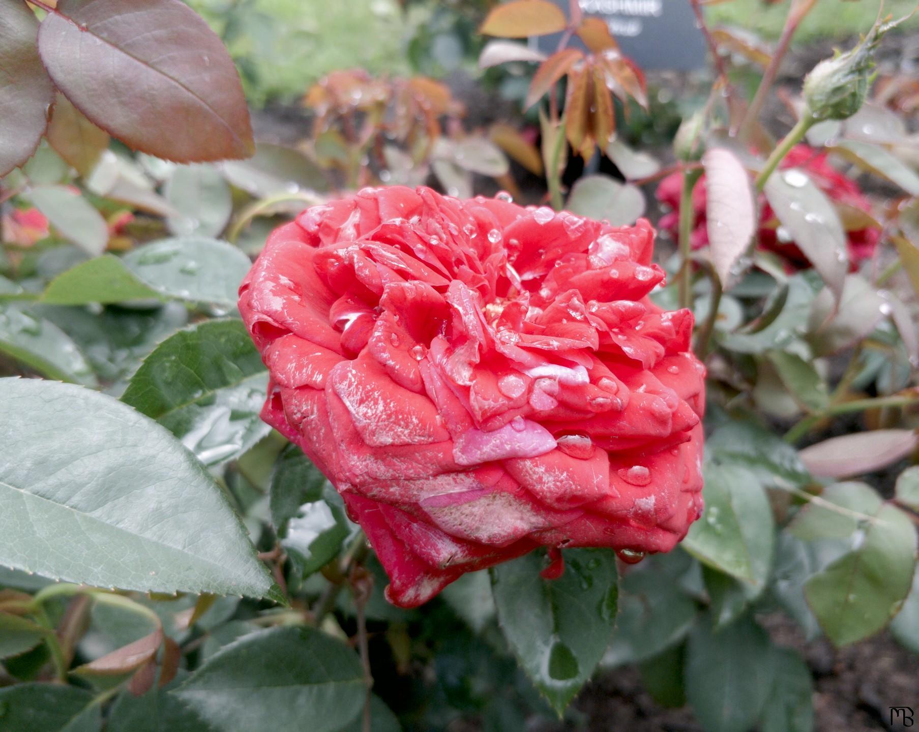 Red flower with water drops