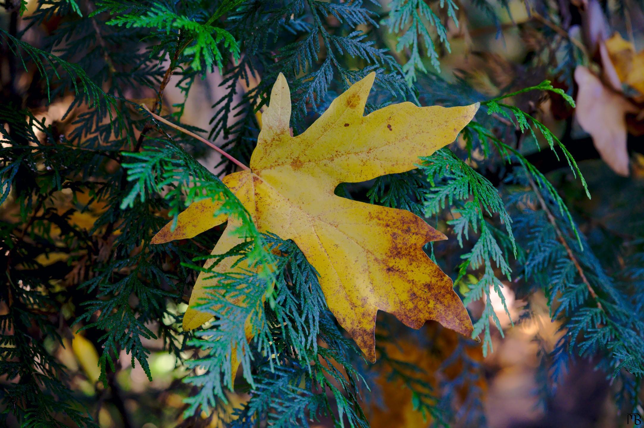 Yellow leaf in blue and green leaves