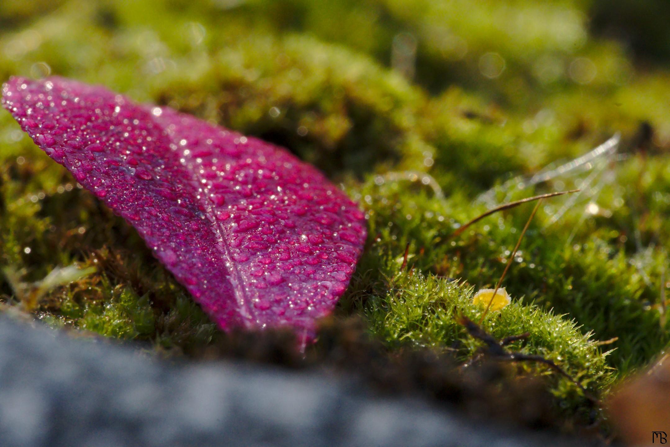 Dew on purple leaf