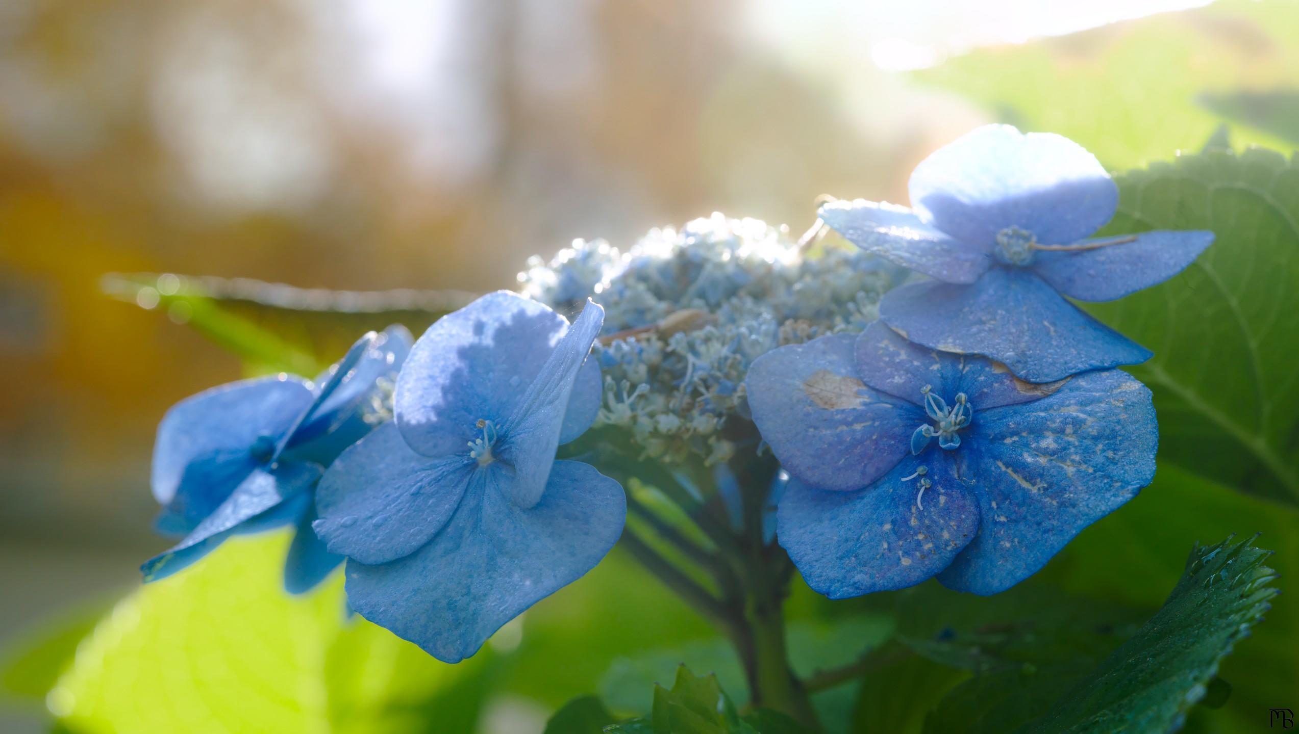 Blue flowers blooming in sunlight