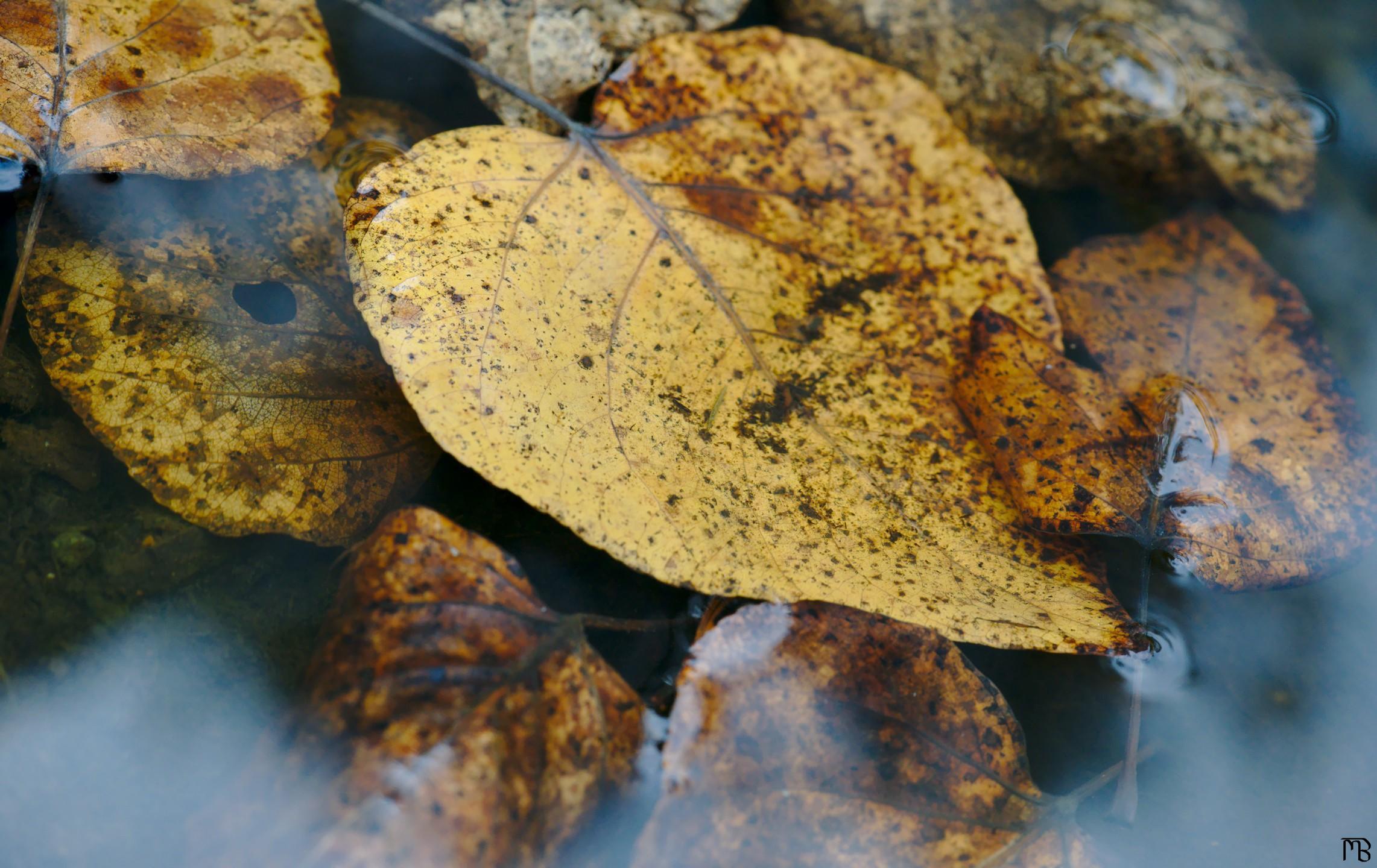 Yellow leaves under water