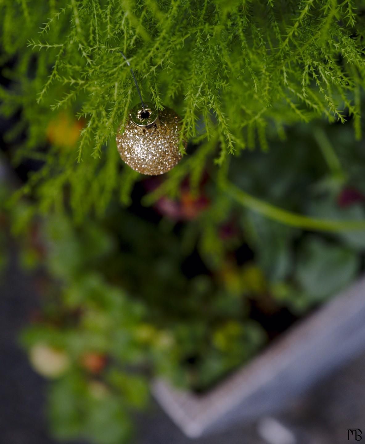 Yellow ornament on tree