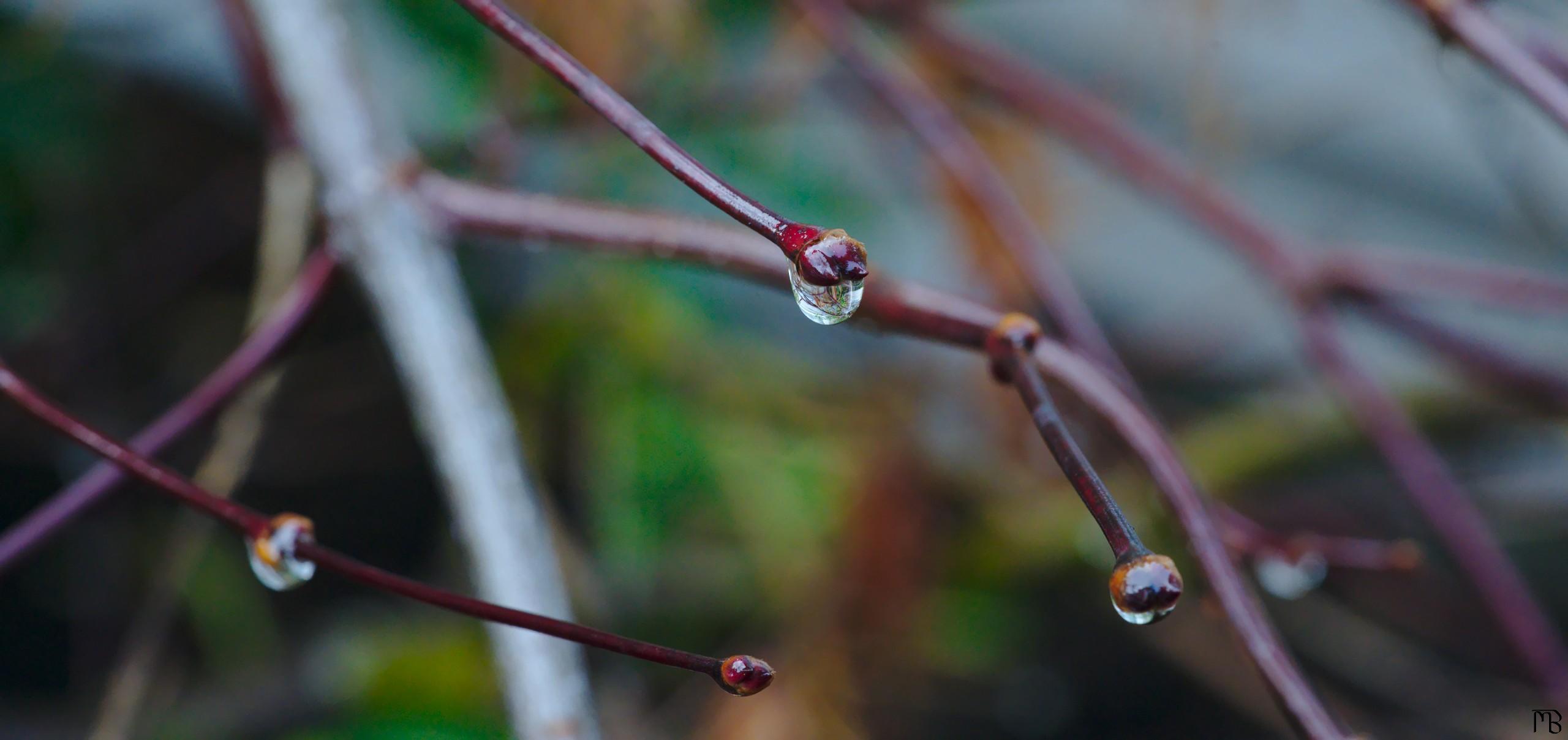 Rain drops on bush branches