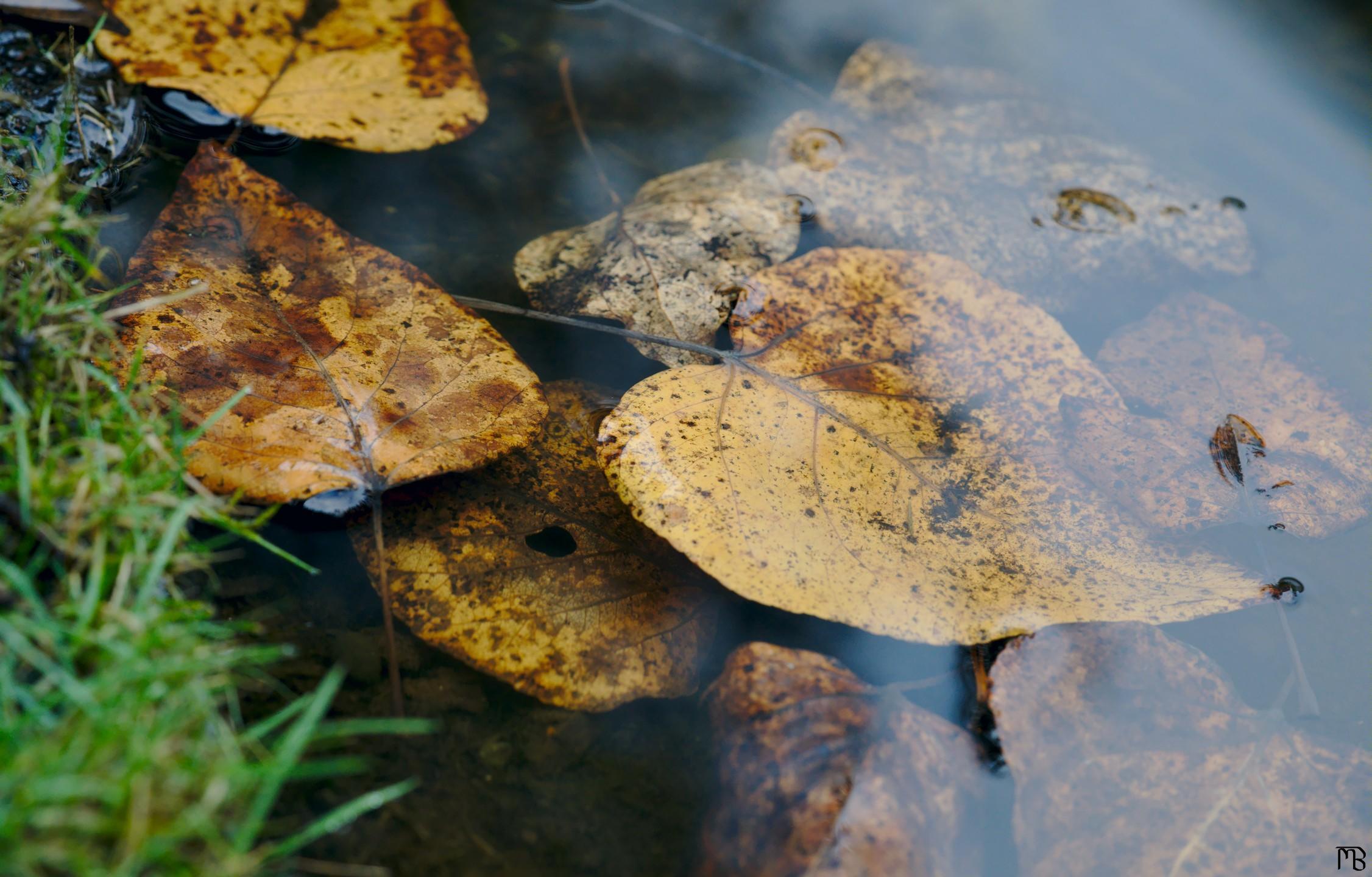 Yellow leaves next to grass in pond