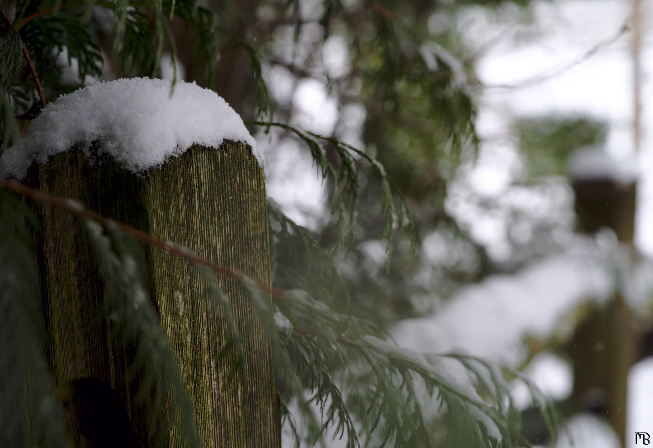 Wooden fence posts with snow