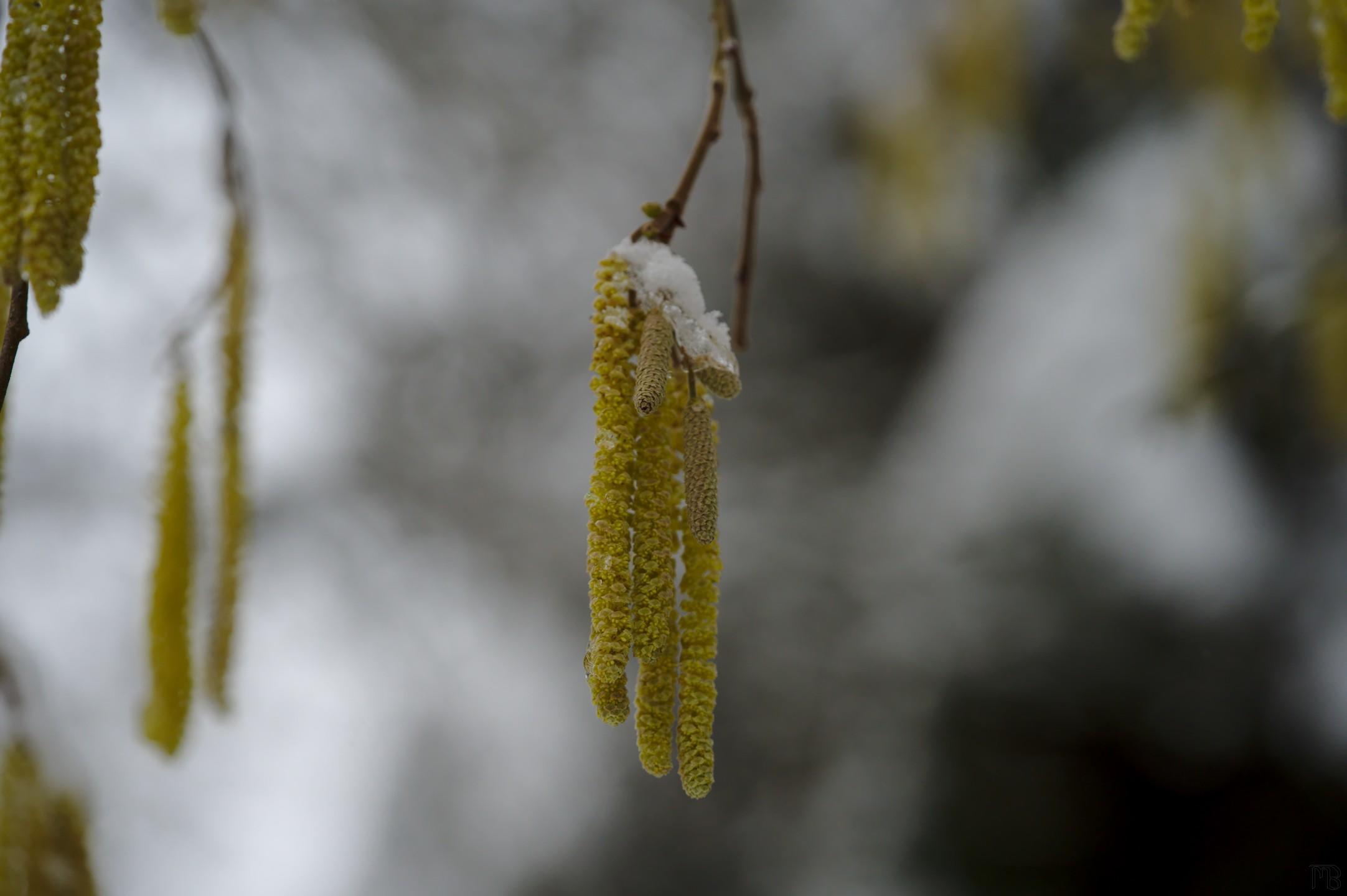 Yellow tree with ice