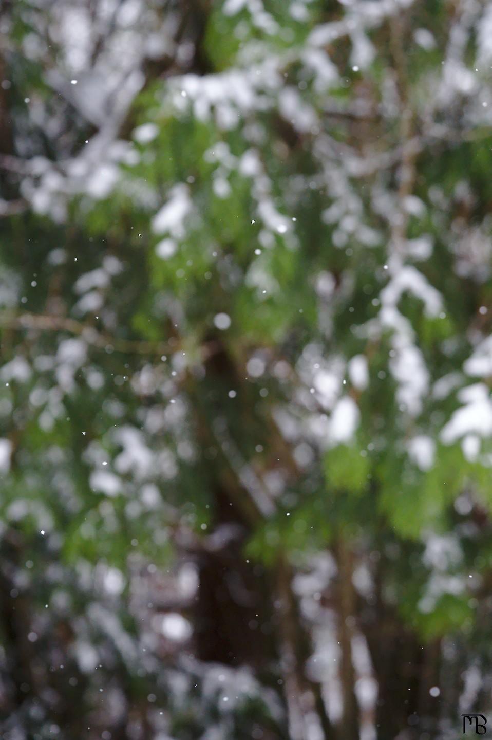 Blurry trees with falling snow