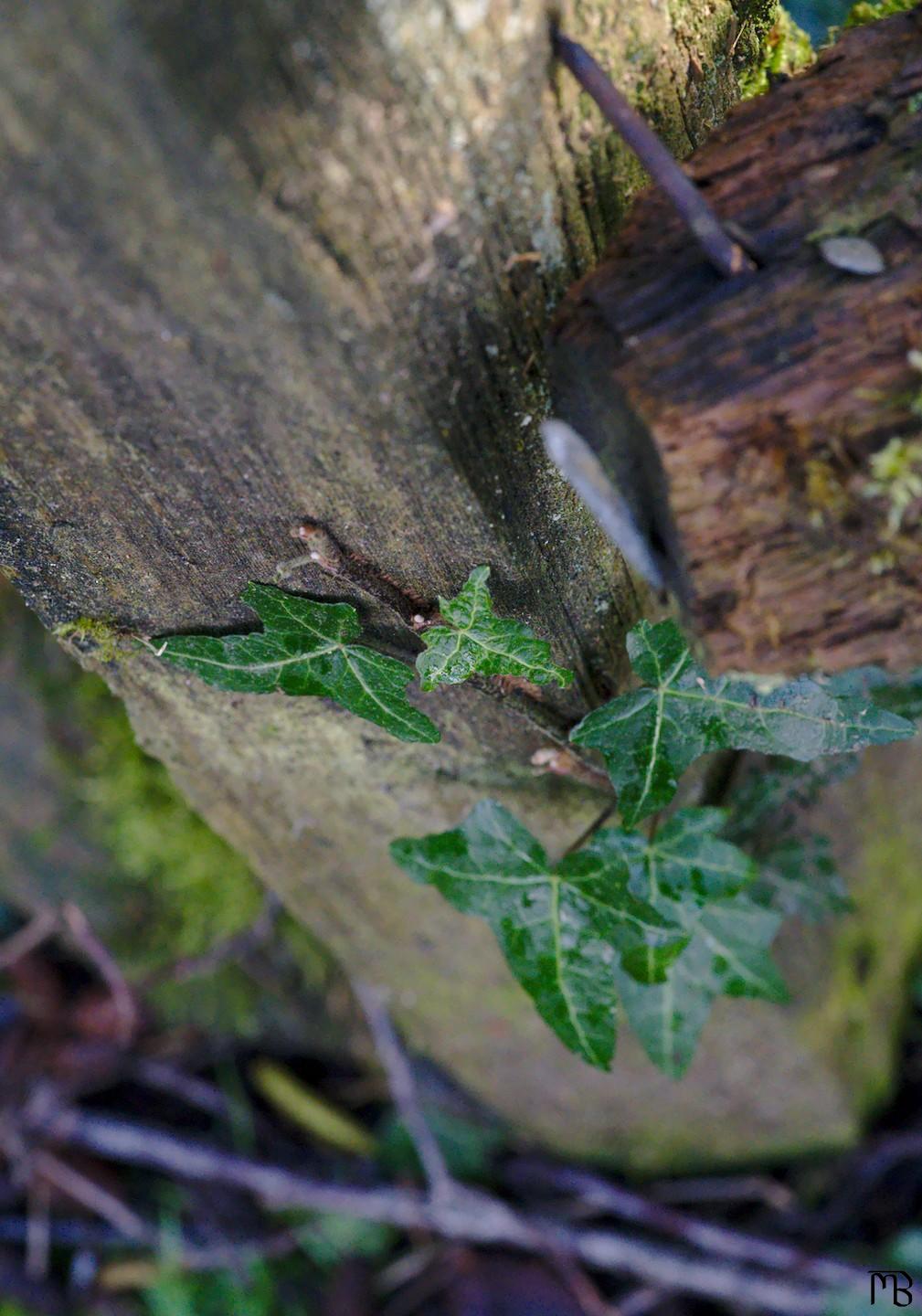 Green ivy on wooden fence