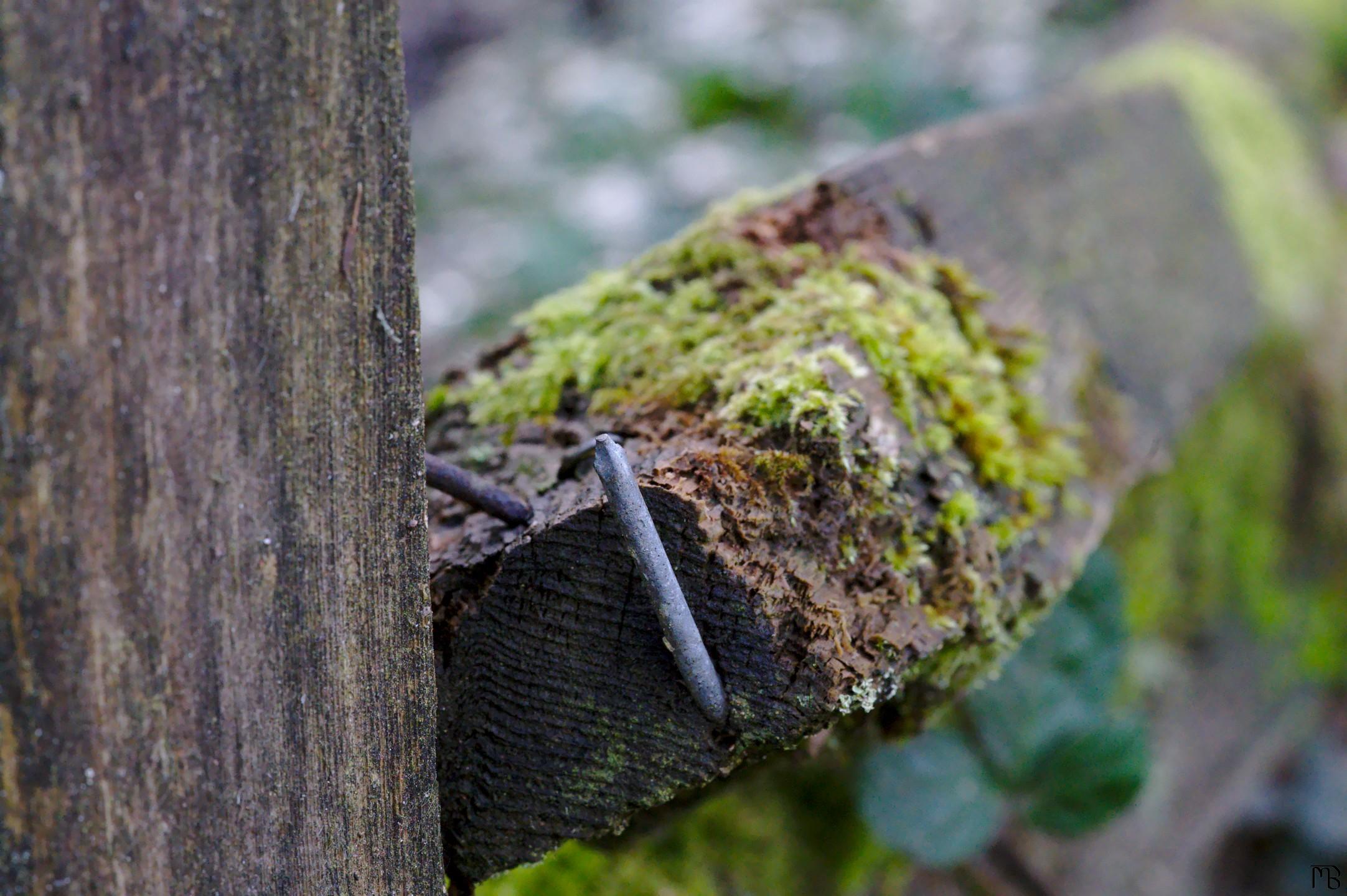 Nail and green lichen on wooden fence
