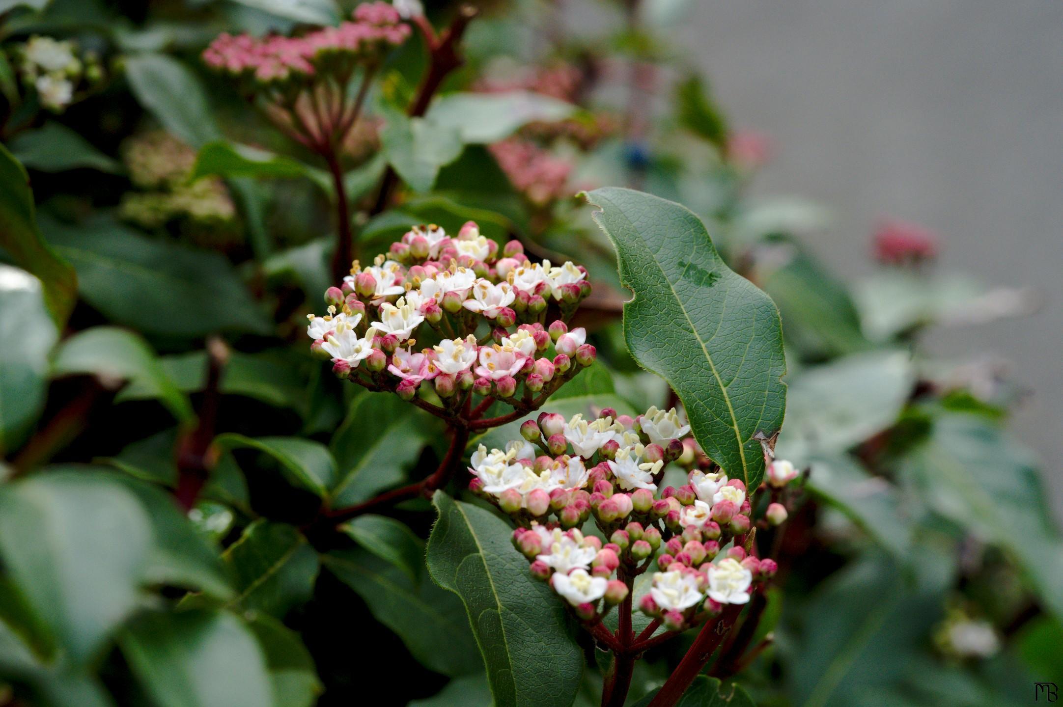 Pink and white flowers  in green bush
