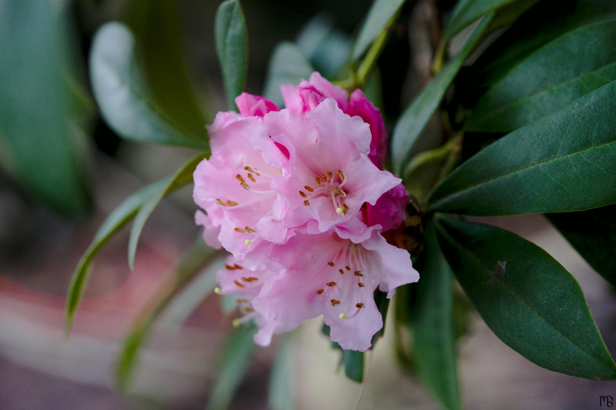 Pink flowers on branch