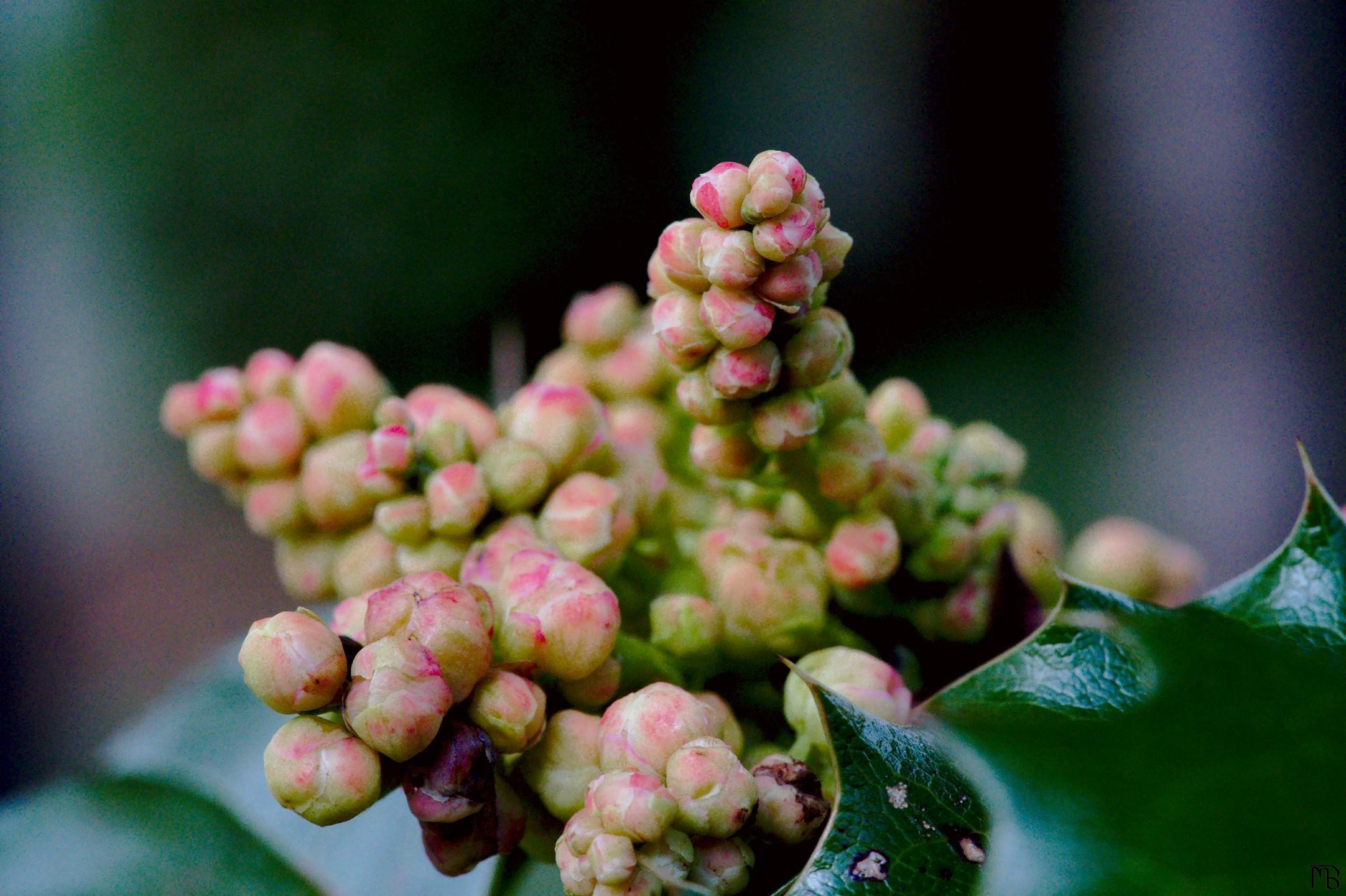 Green and pink pods wait to sprout