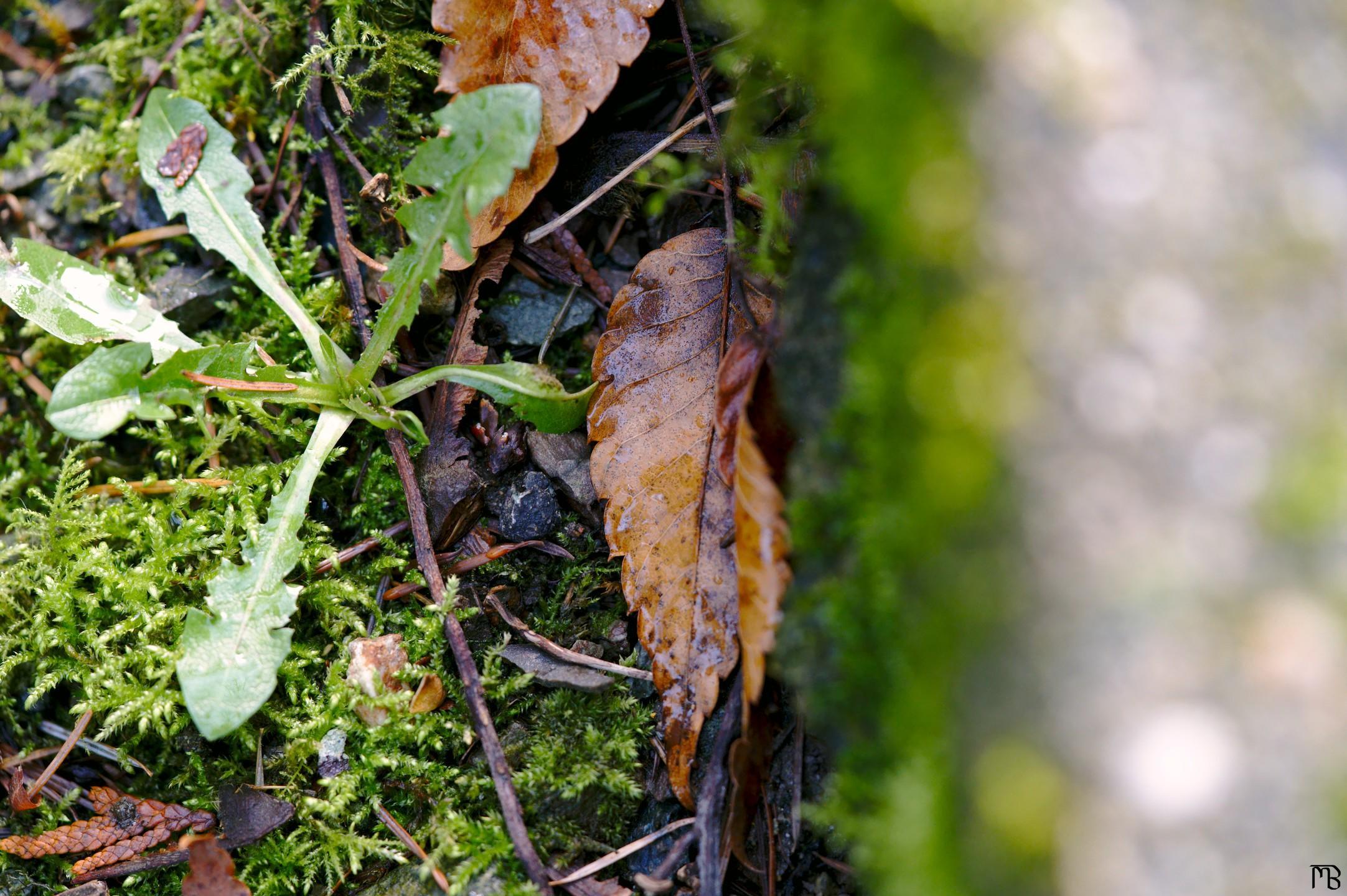 Orange leaf hiding under log