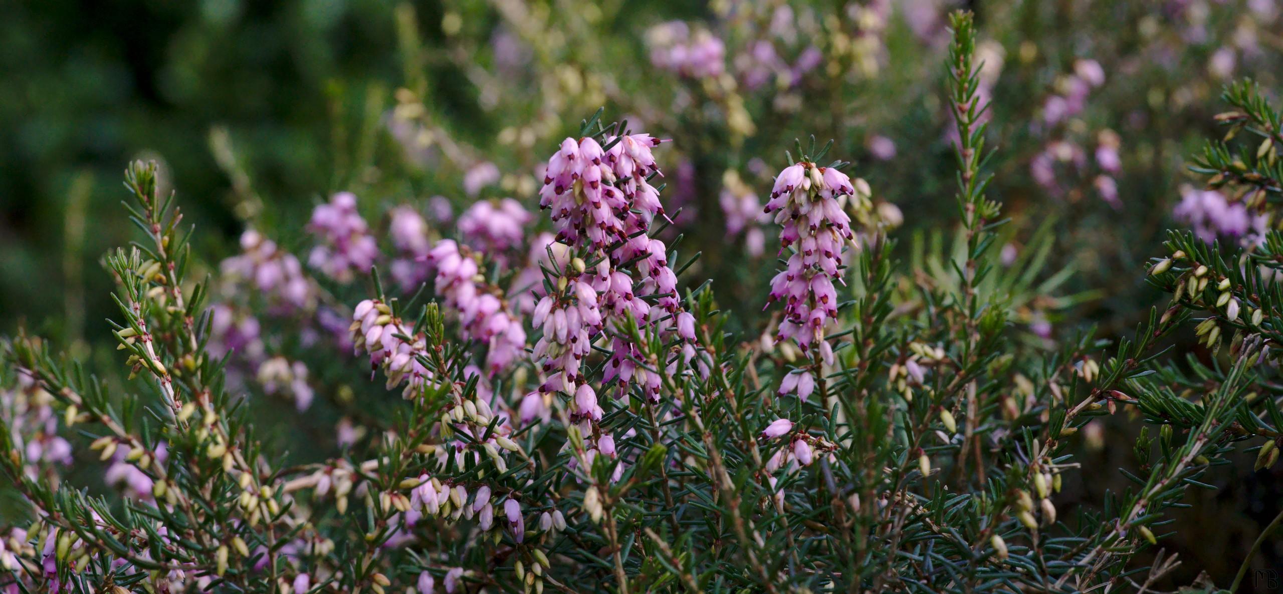 Pink flowers in garden