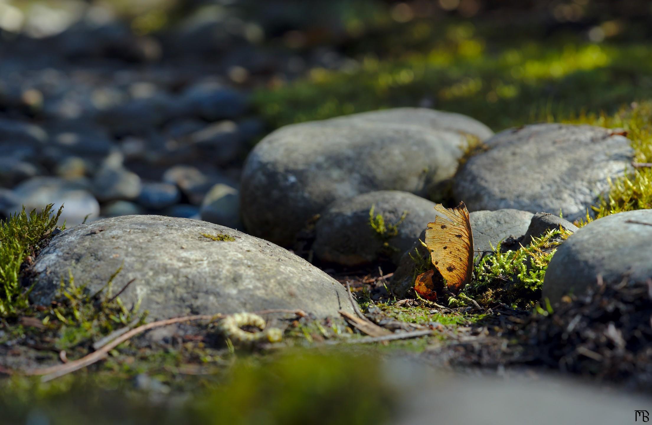 Leaf on dry rock river