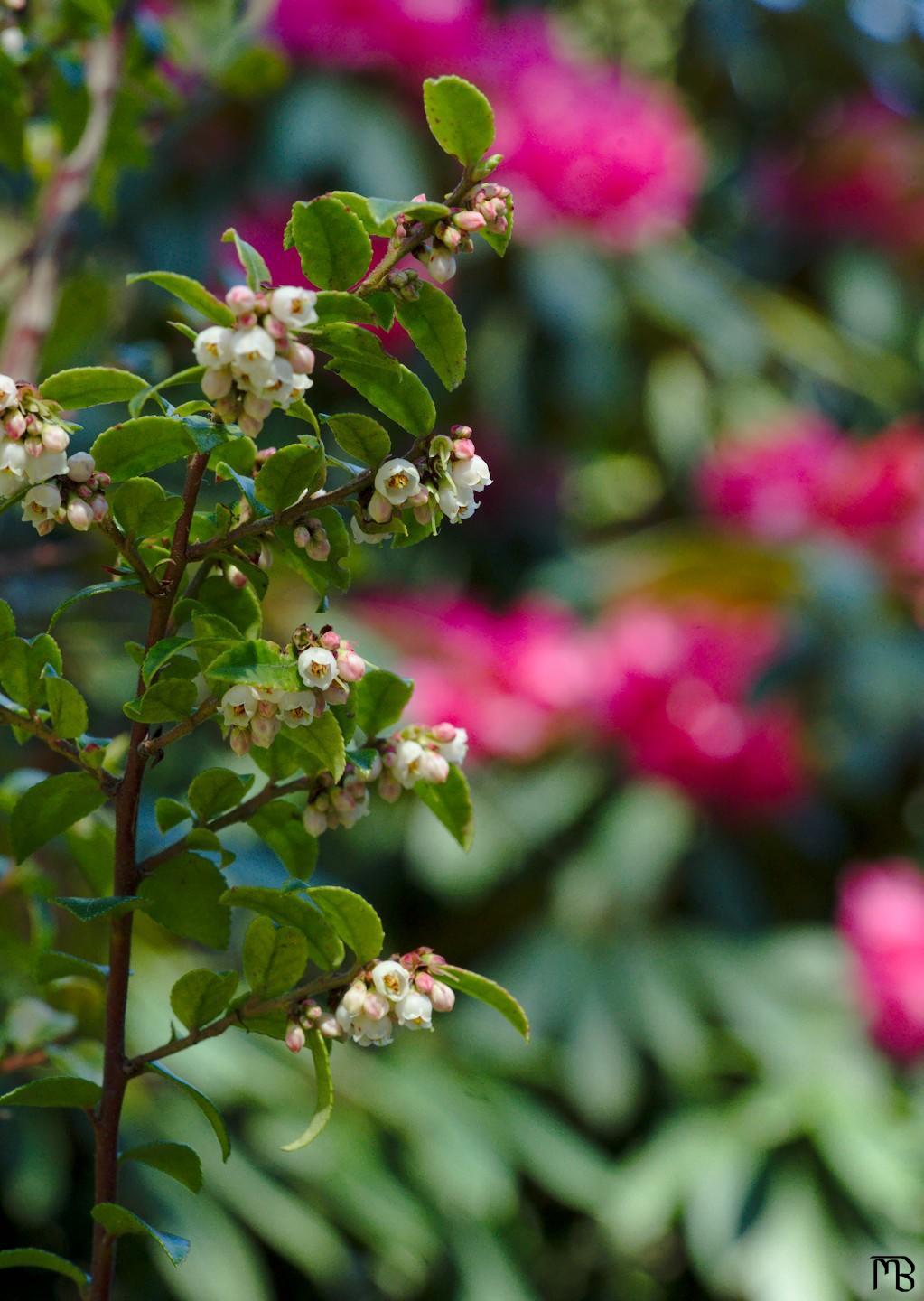 White flowers against pink flower background