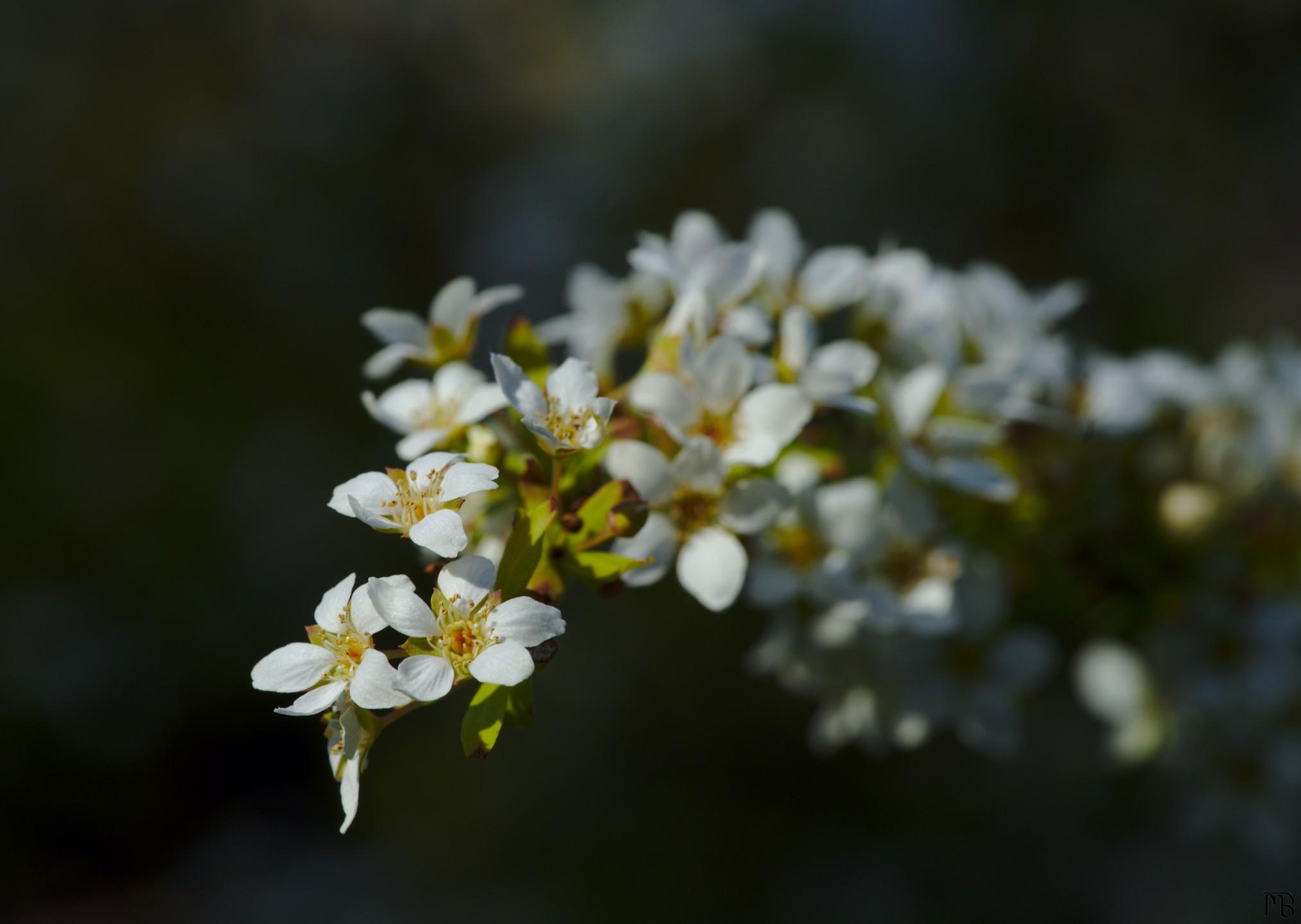 White flowers on tree