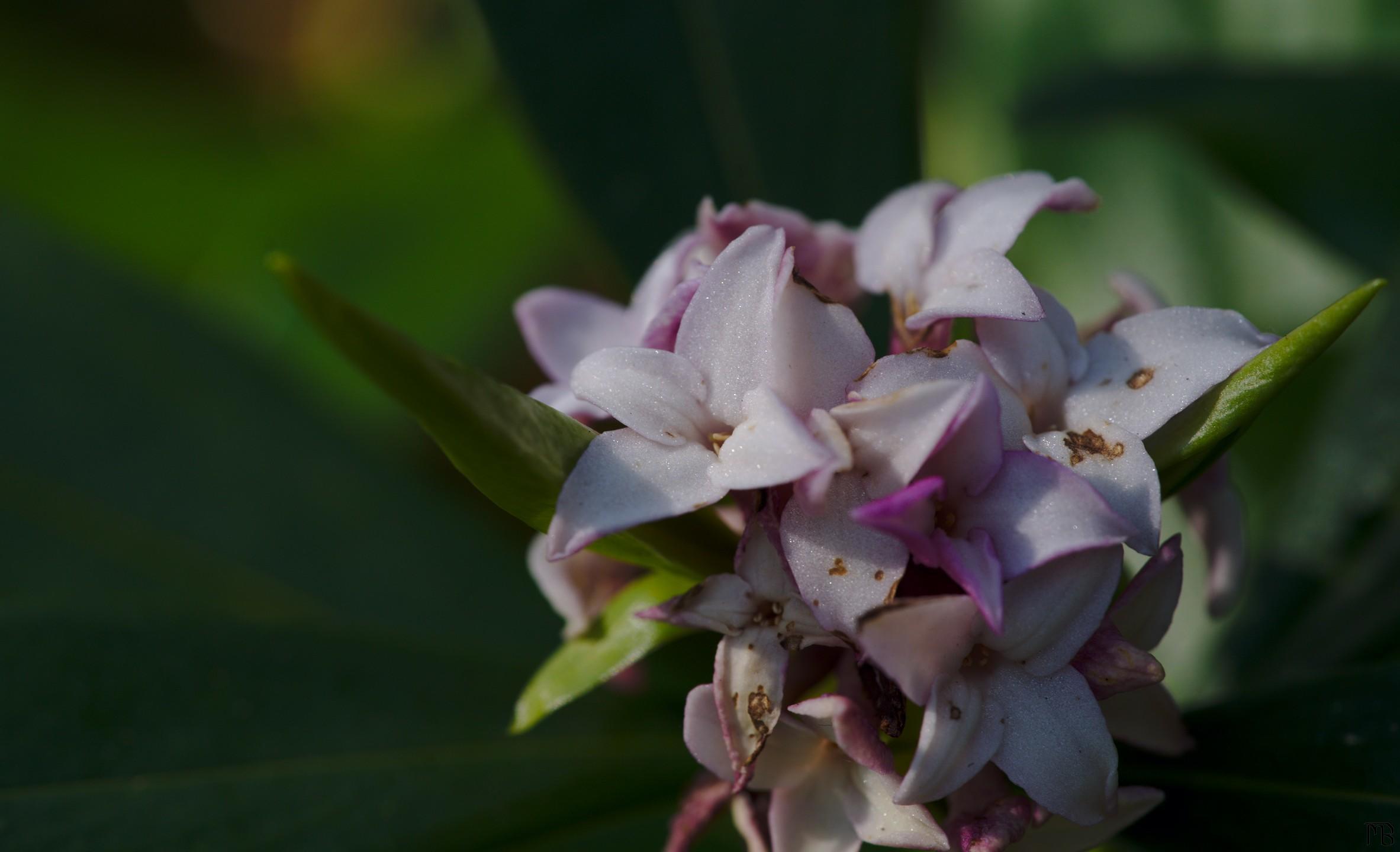 Pink and white flowers