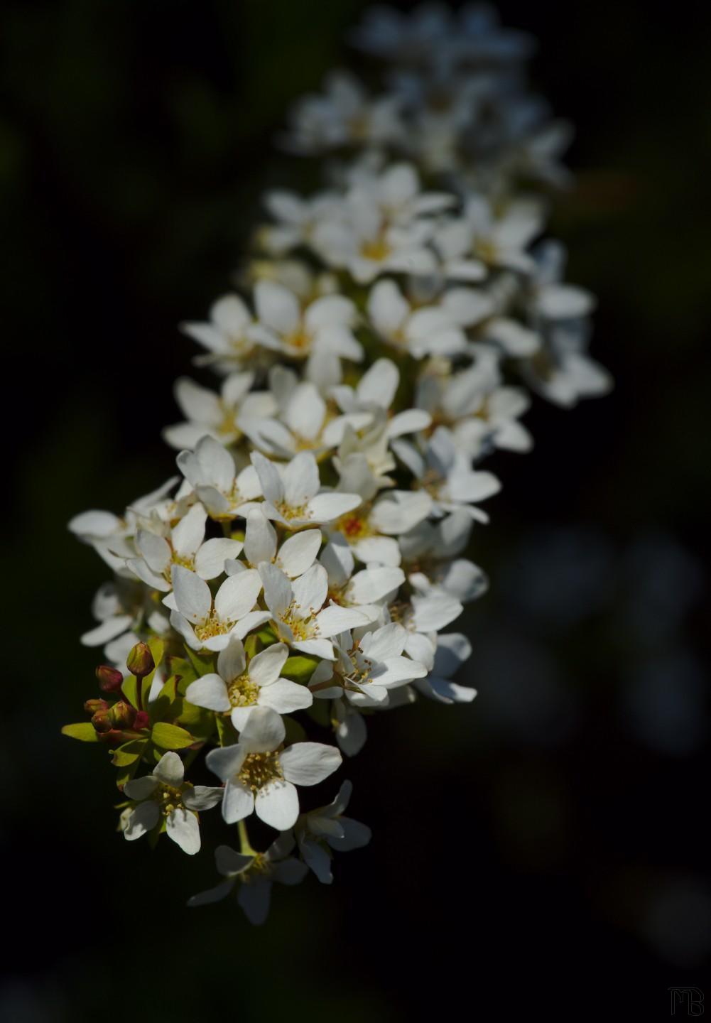 Shade on a branch of white flowers