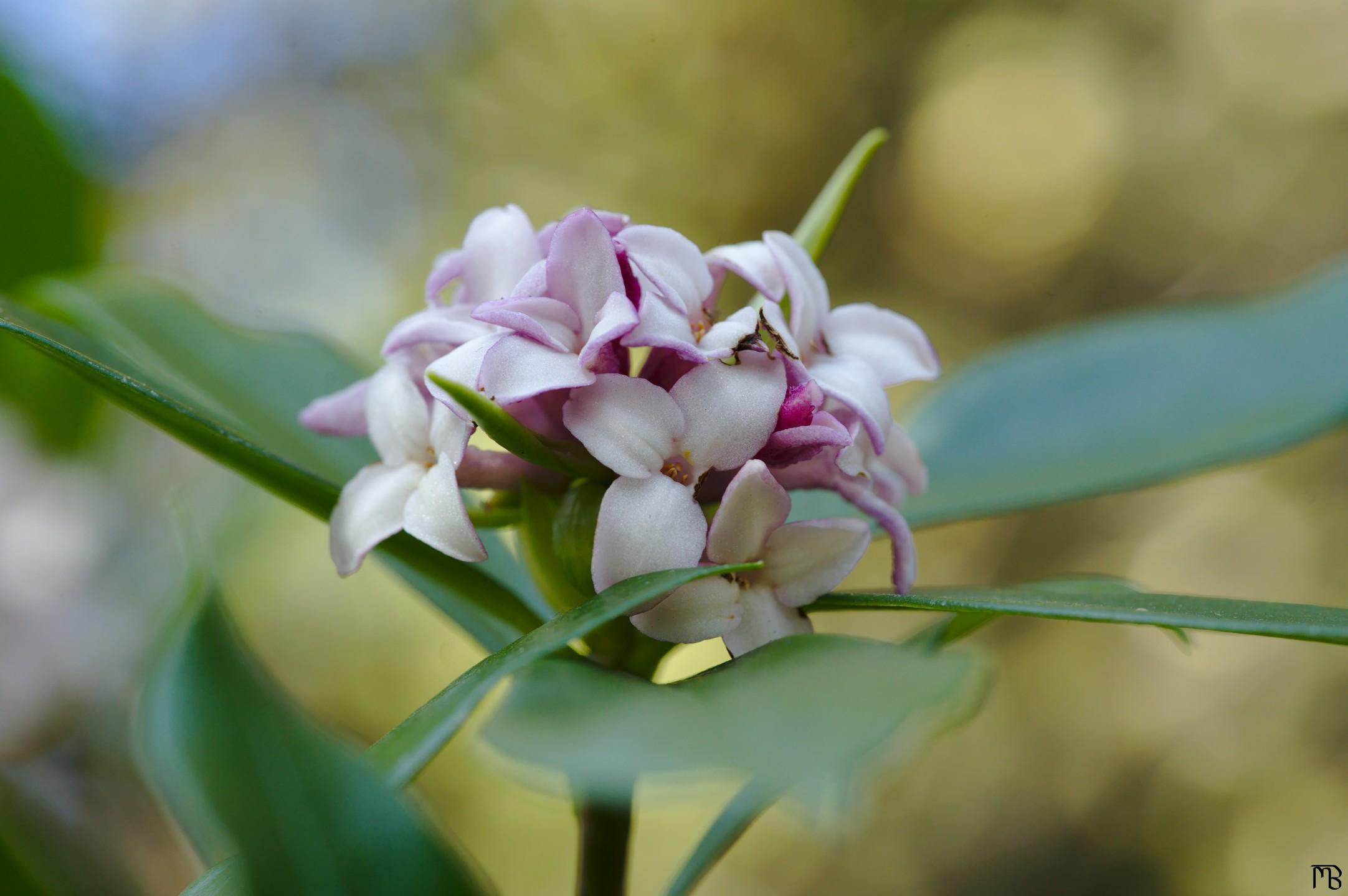 Close up of white and pink flowers