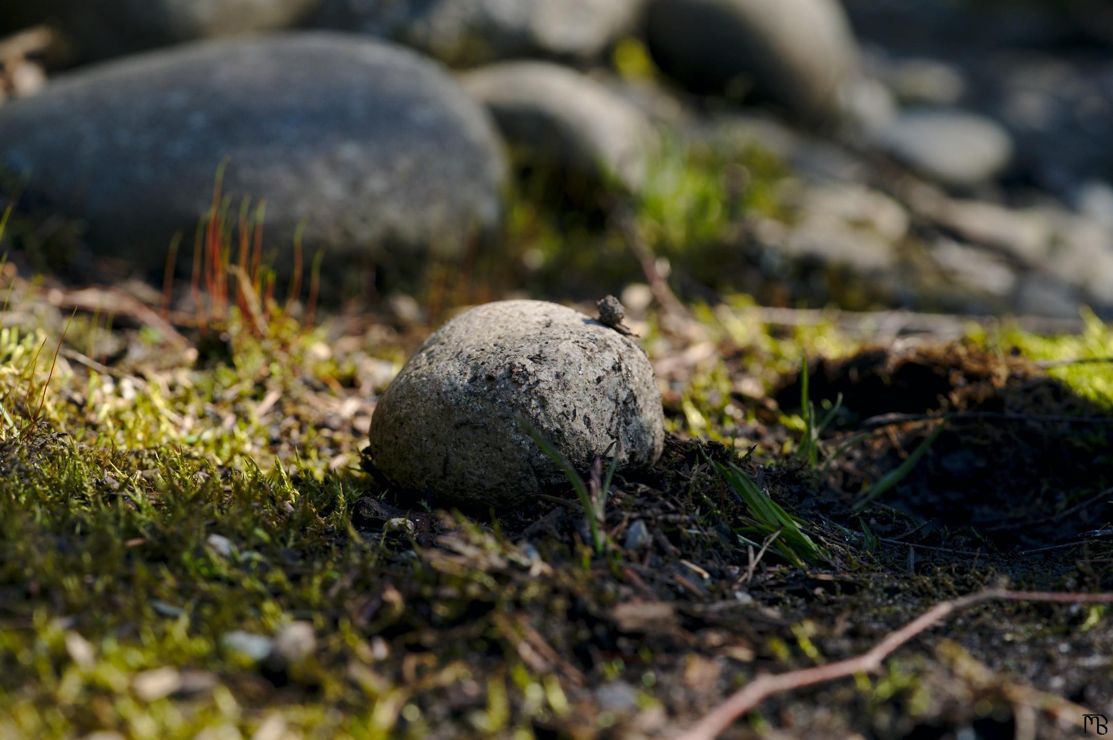 Stone laying amongst the grass