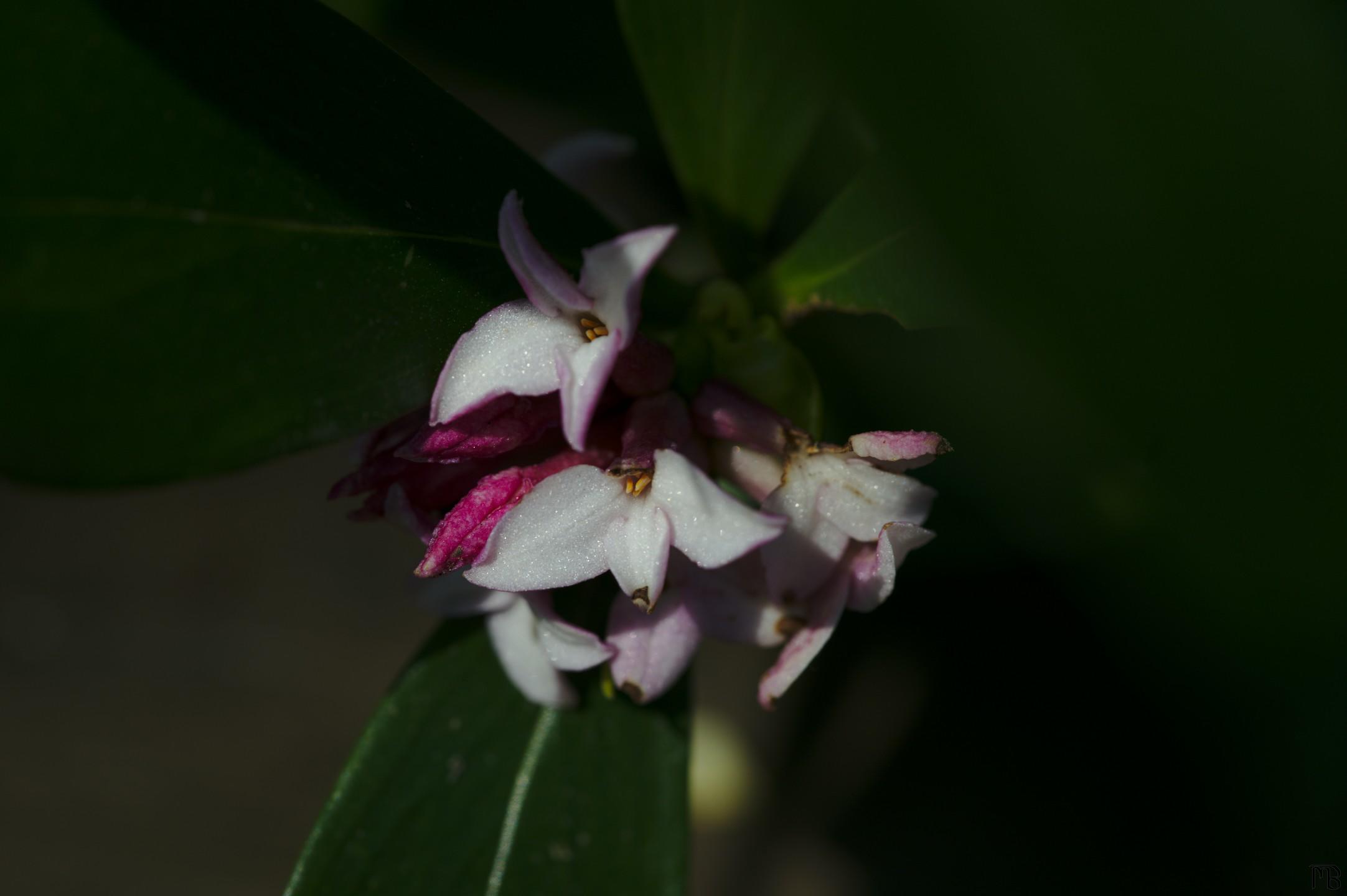 White and pink flowers hiding in leaves