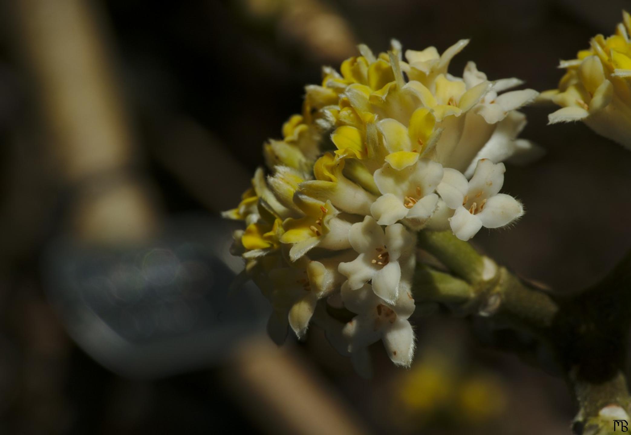 Yellow flower with dog tag