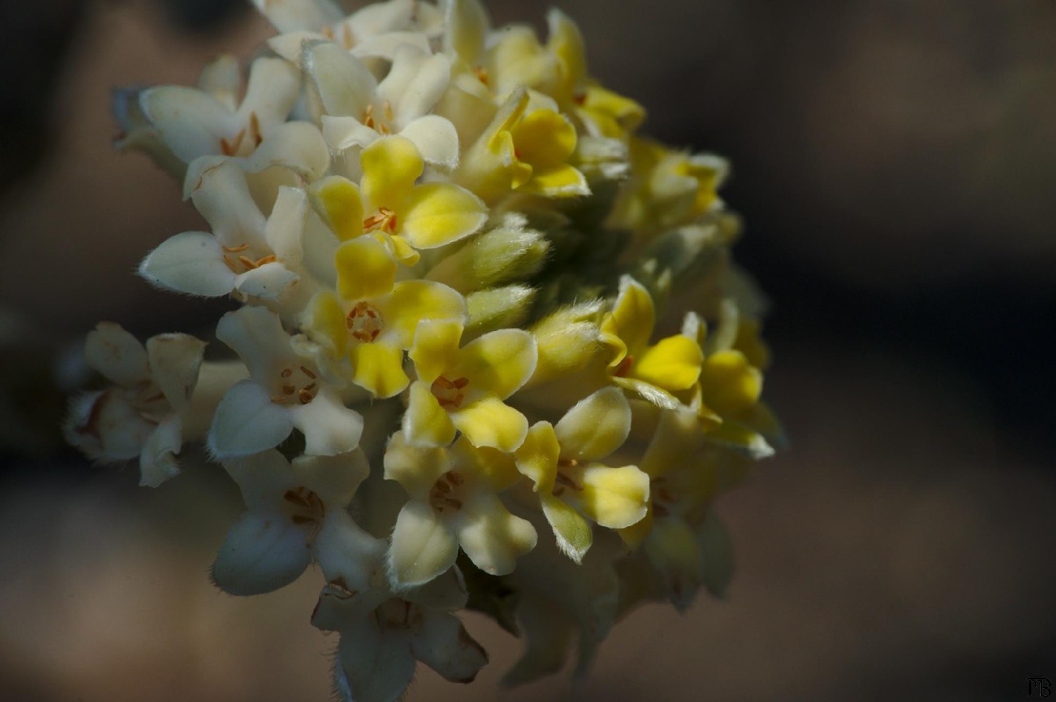 Yellow and white flower in sun