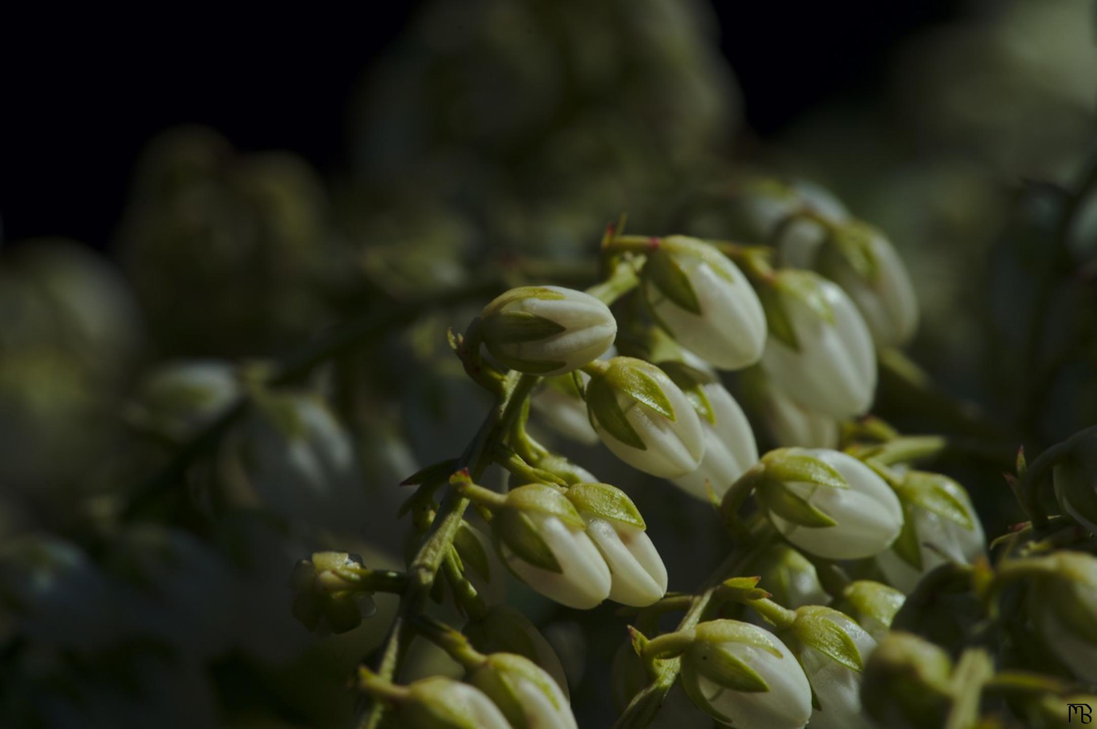 White flower bulbs in shade