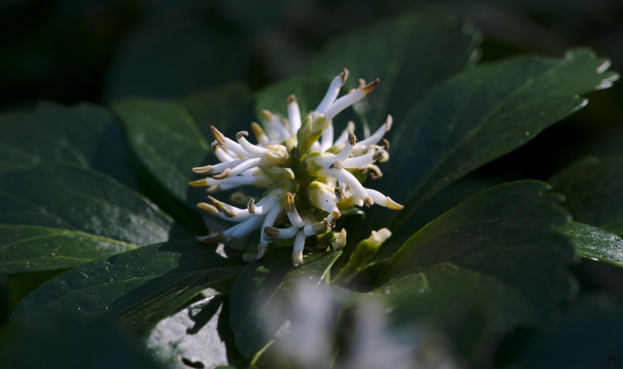 White flower on green leaves in shade