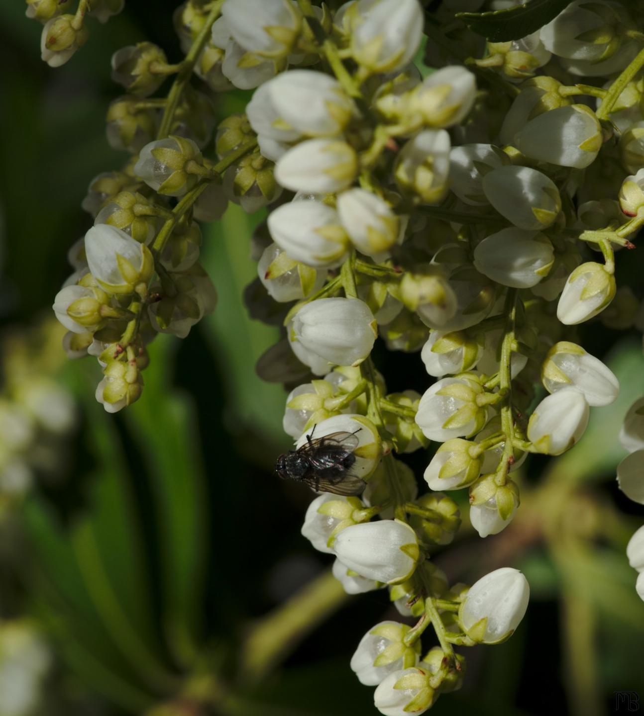 Fly on white flowers