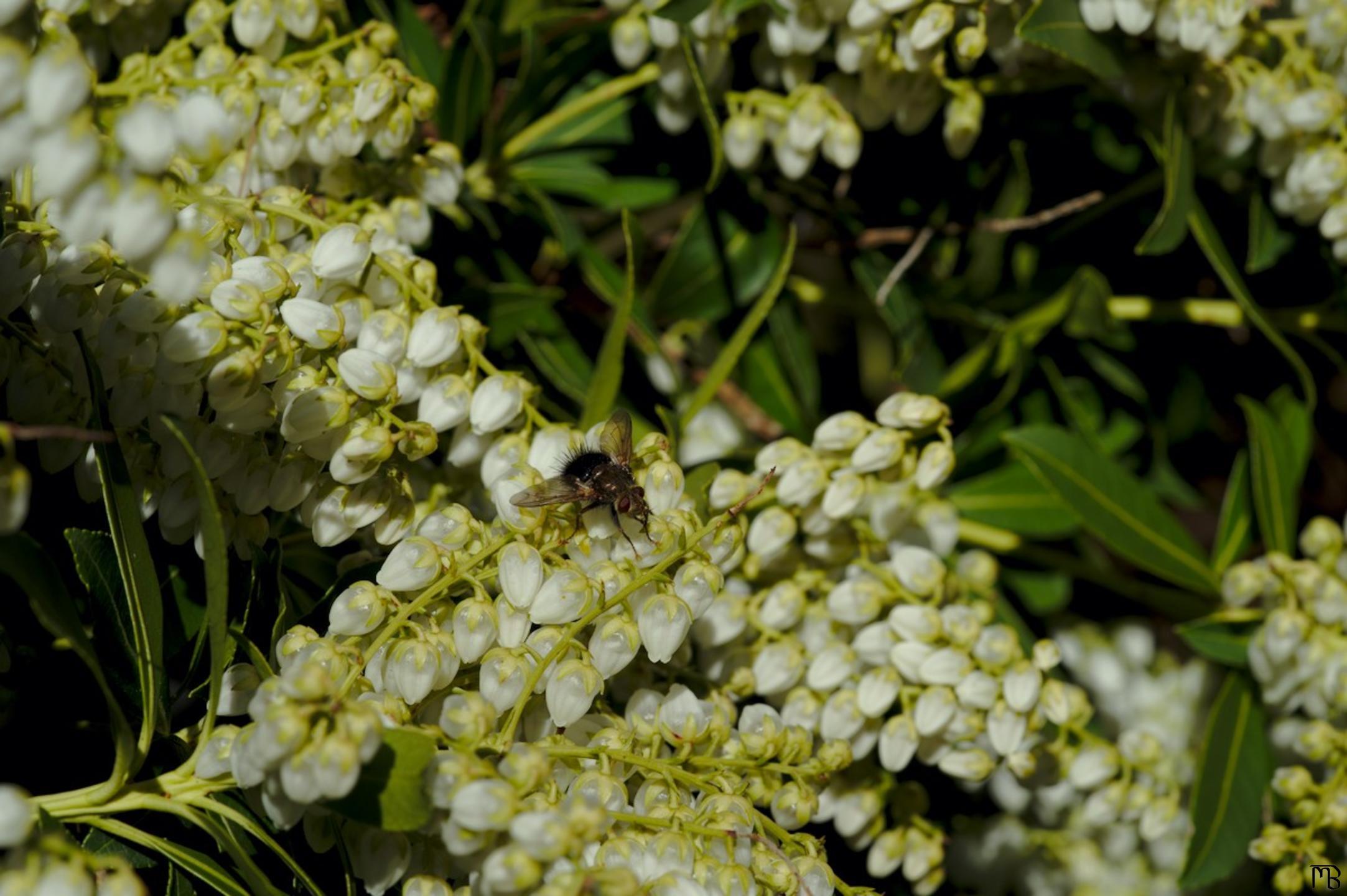 White sitting on flowers