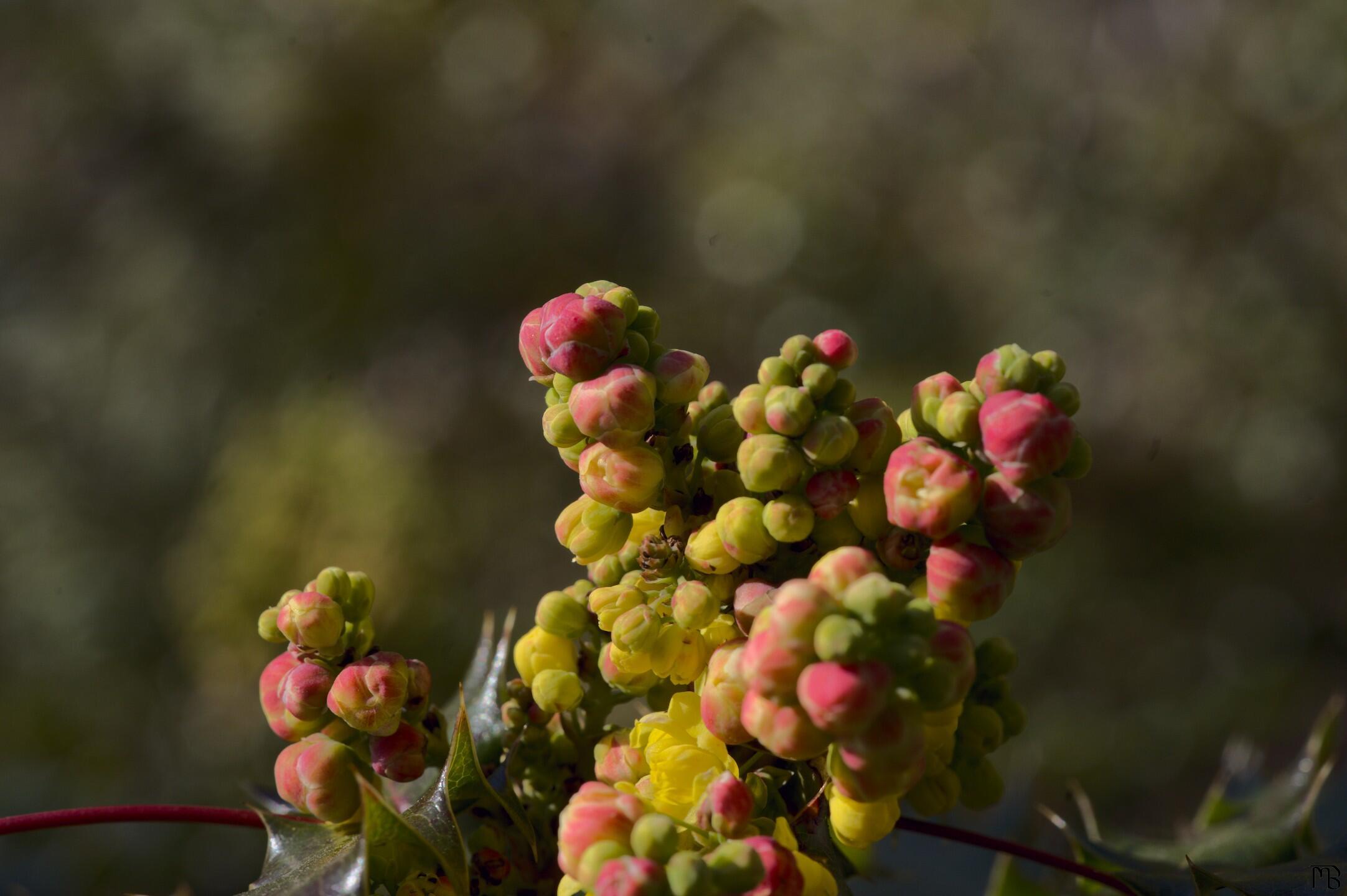 Yellow and red buds on stem