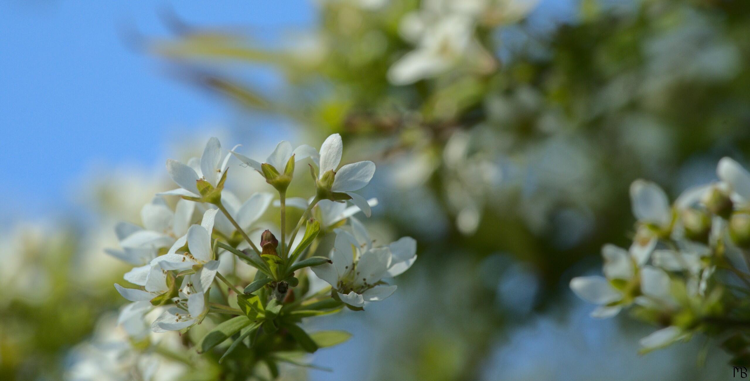 White flowers in tree