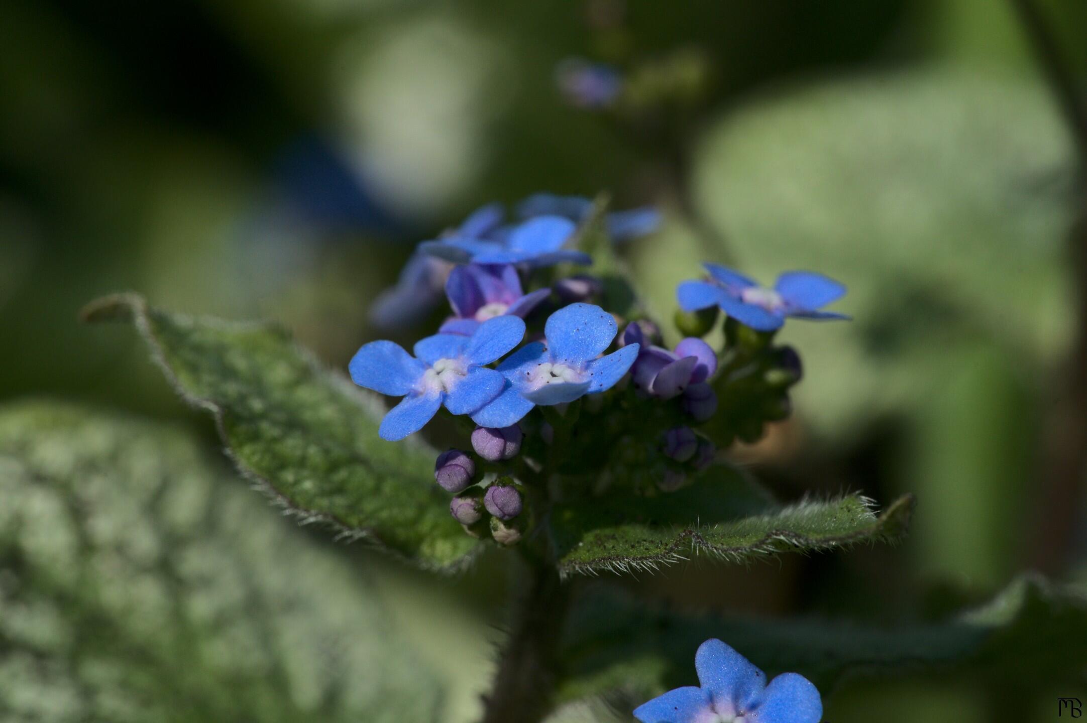 Blue flowers just opening