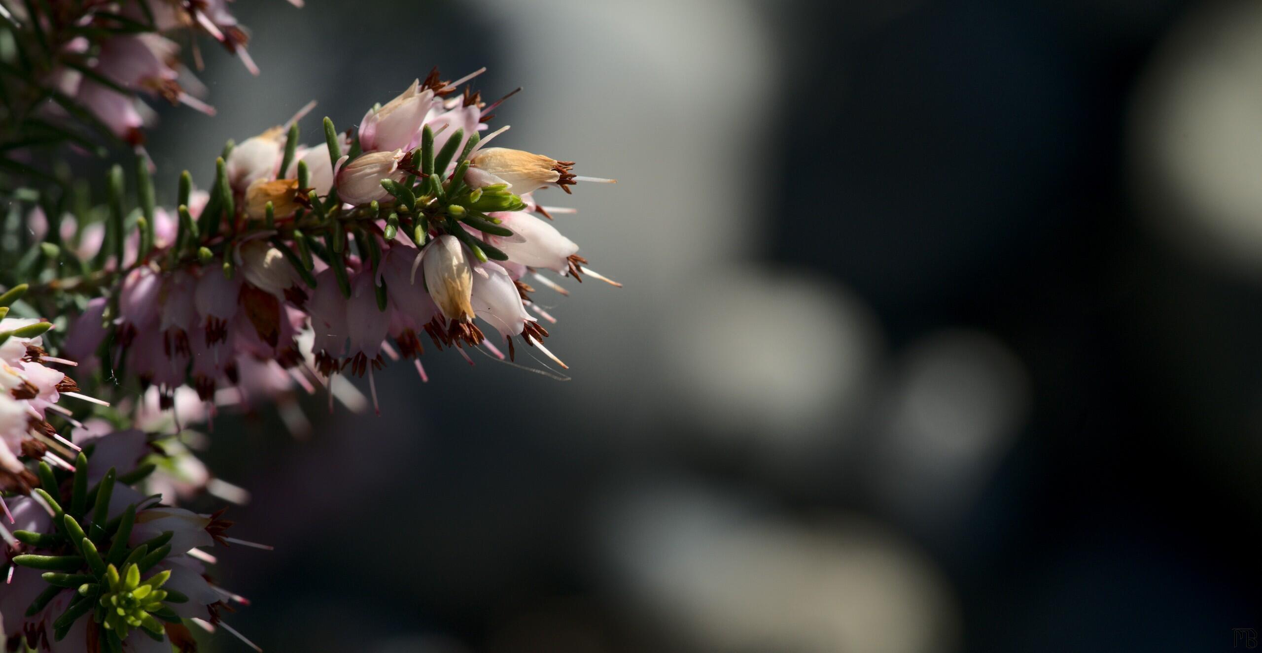 Pink flowers on backdrop with rock