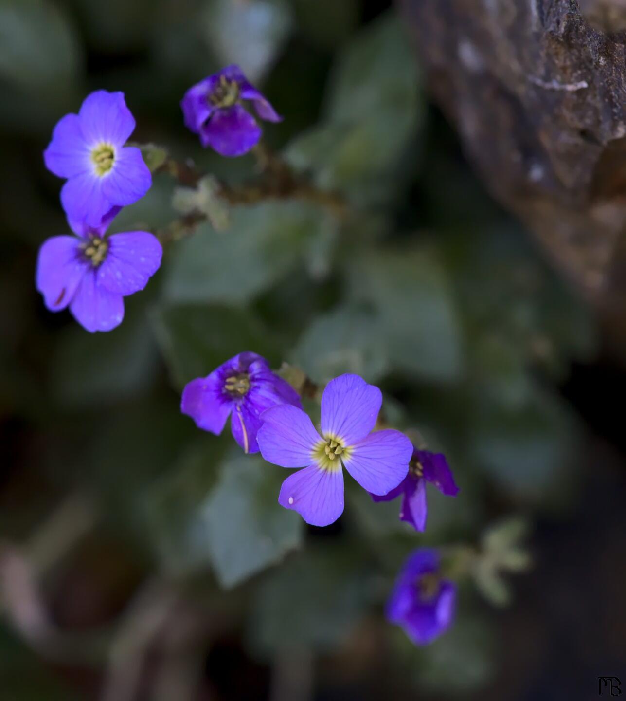 Purple bunch of flowers