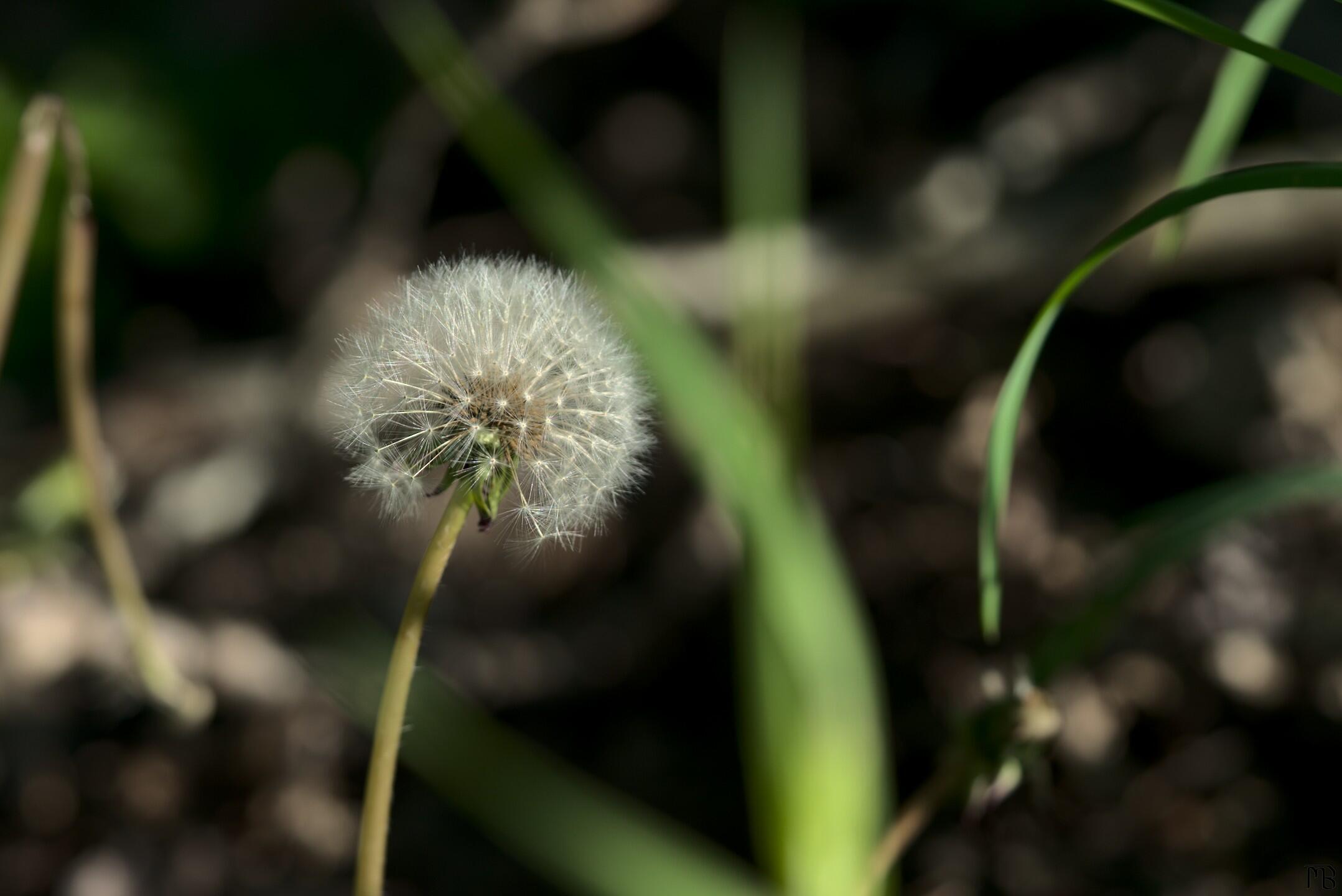 Dandelion in grass