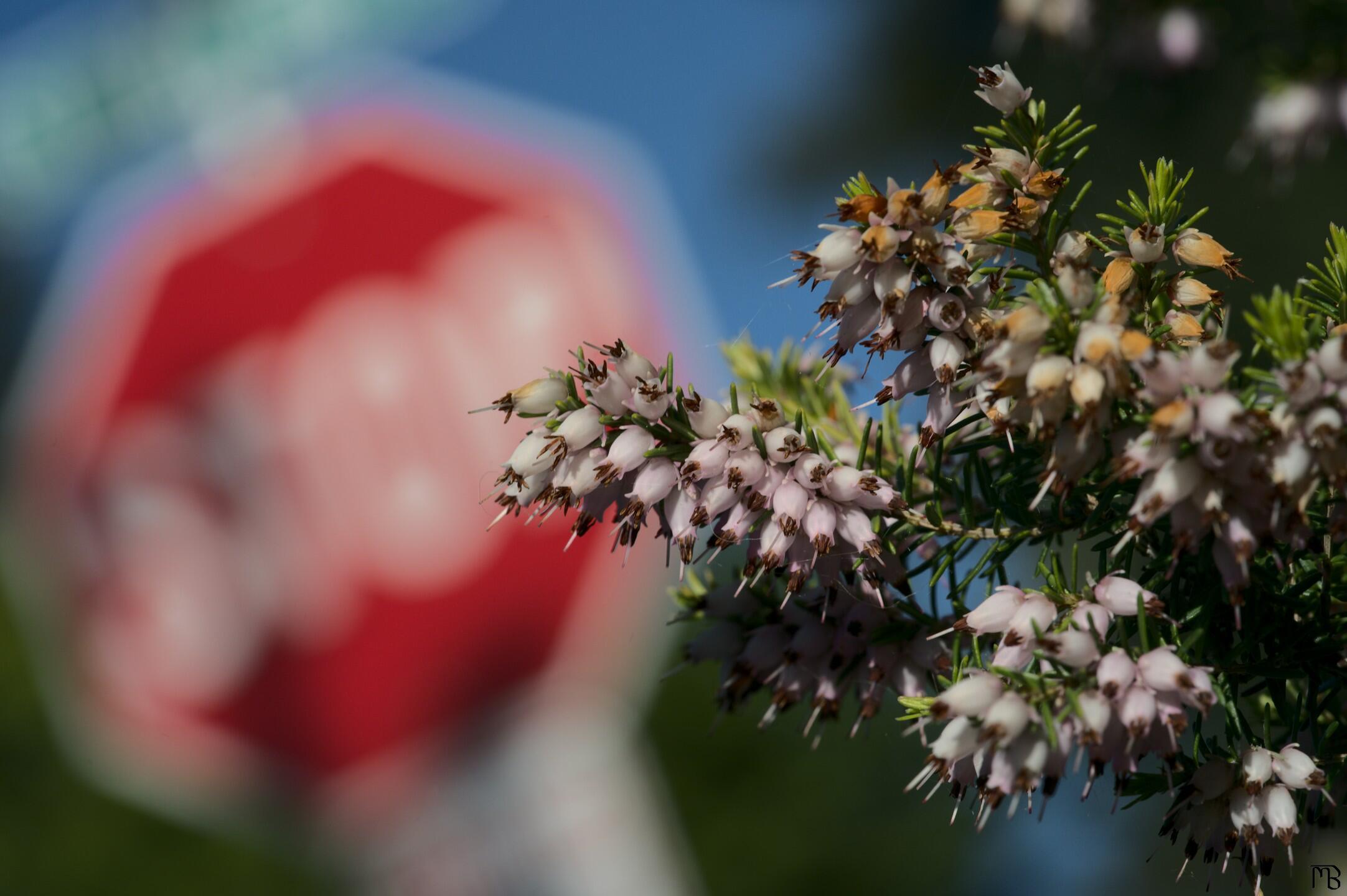 Pink flowers with stop sign backdrop