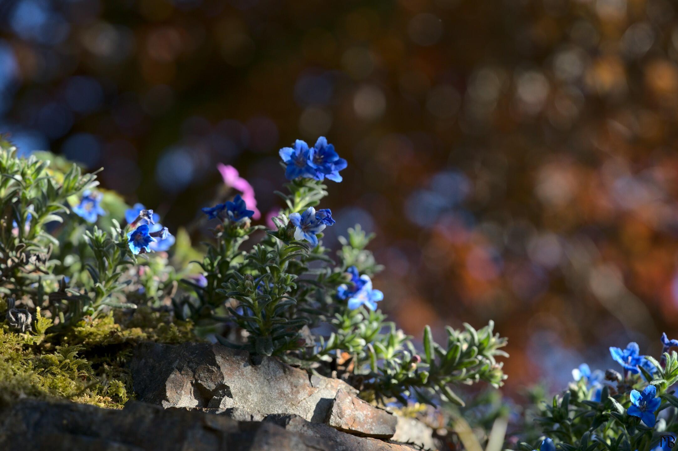 Blue flowers on rocky out-crop