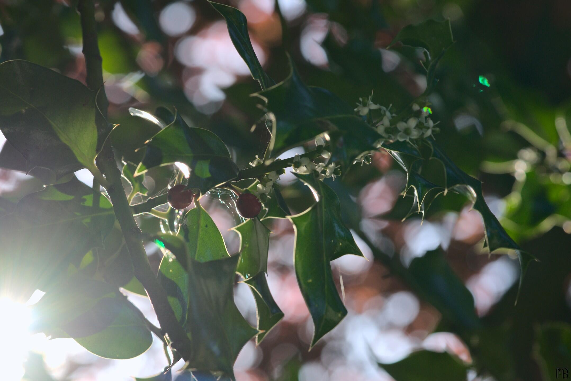 Light shining through berry tree