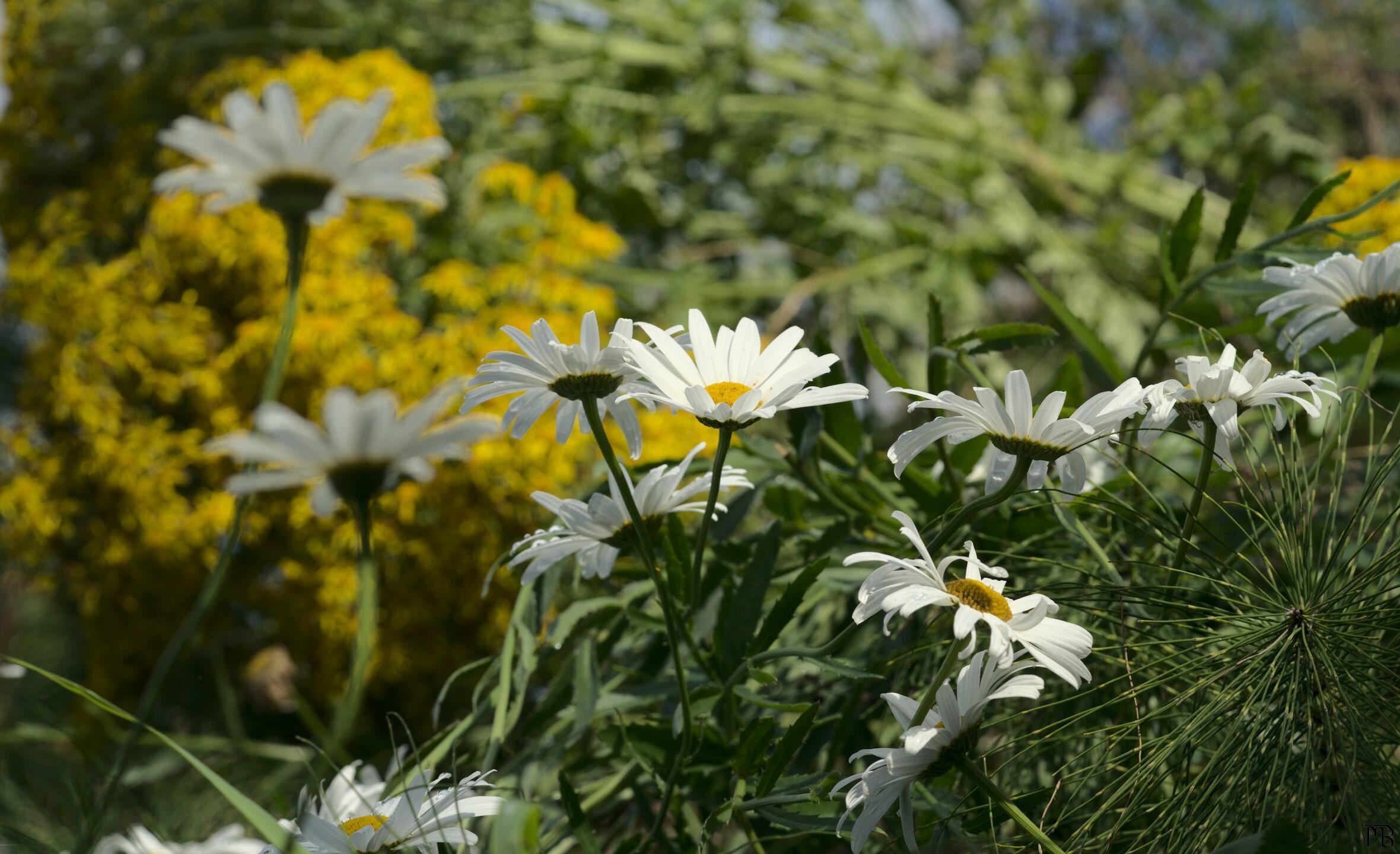 White and yellow flowers on a hill
