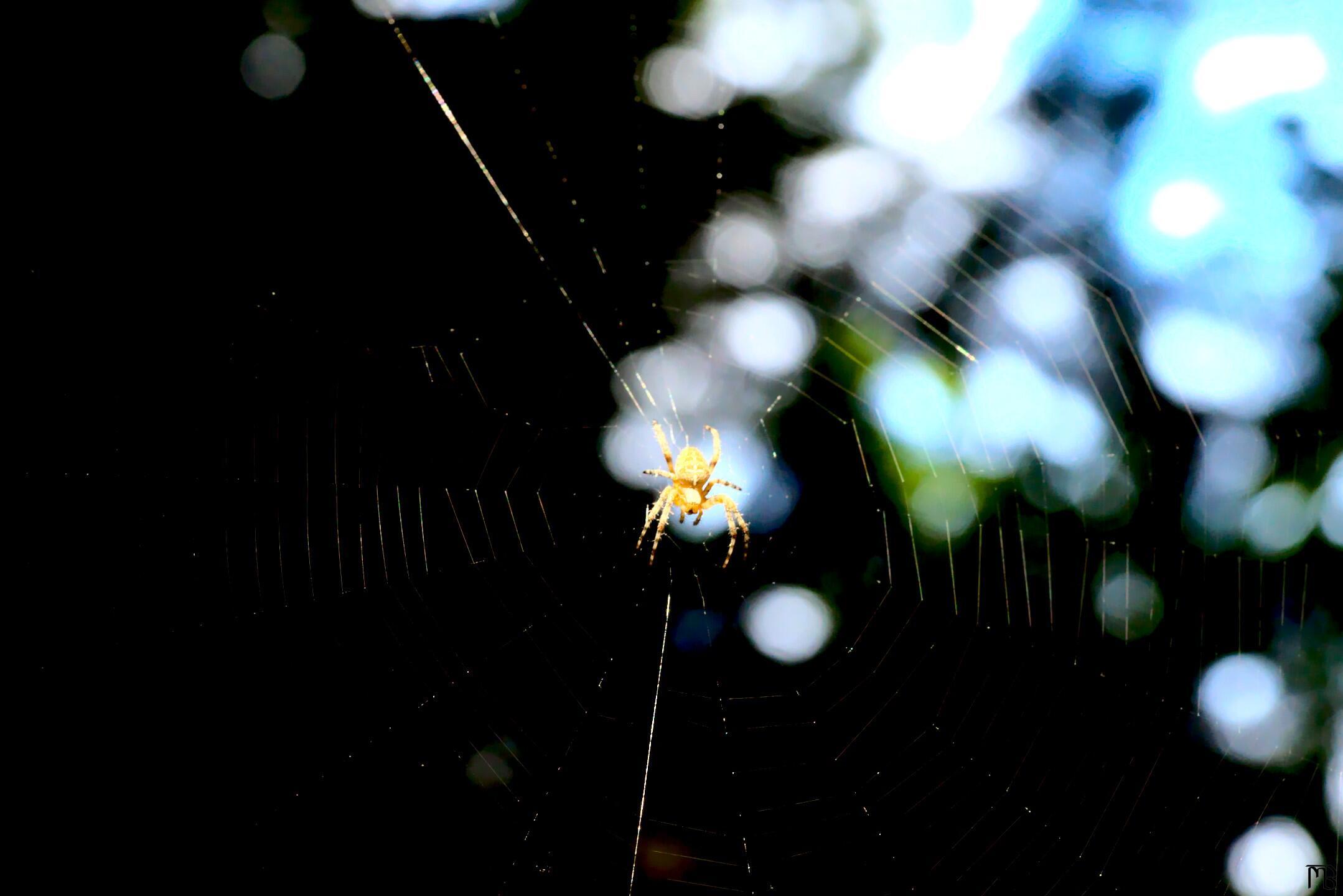 Arty spider on web