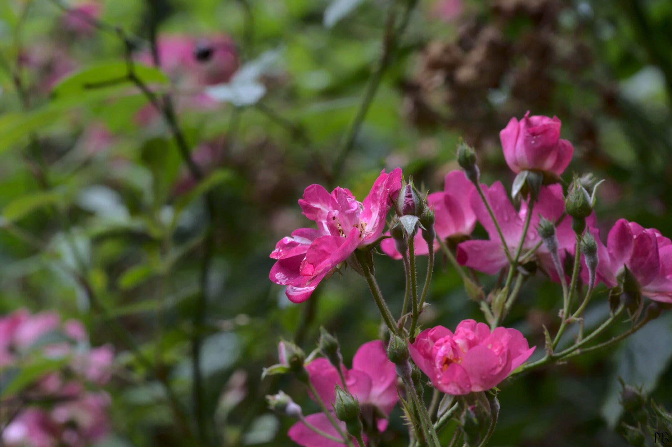 Pink flowers and buds with dew