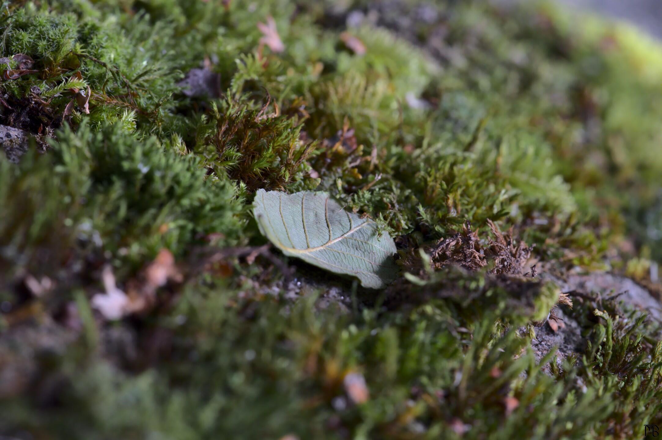 Leaf upside down on rock with lichen
